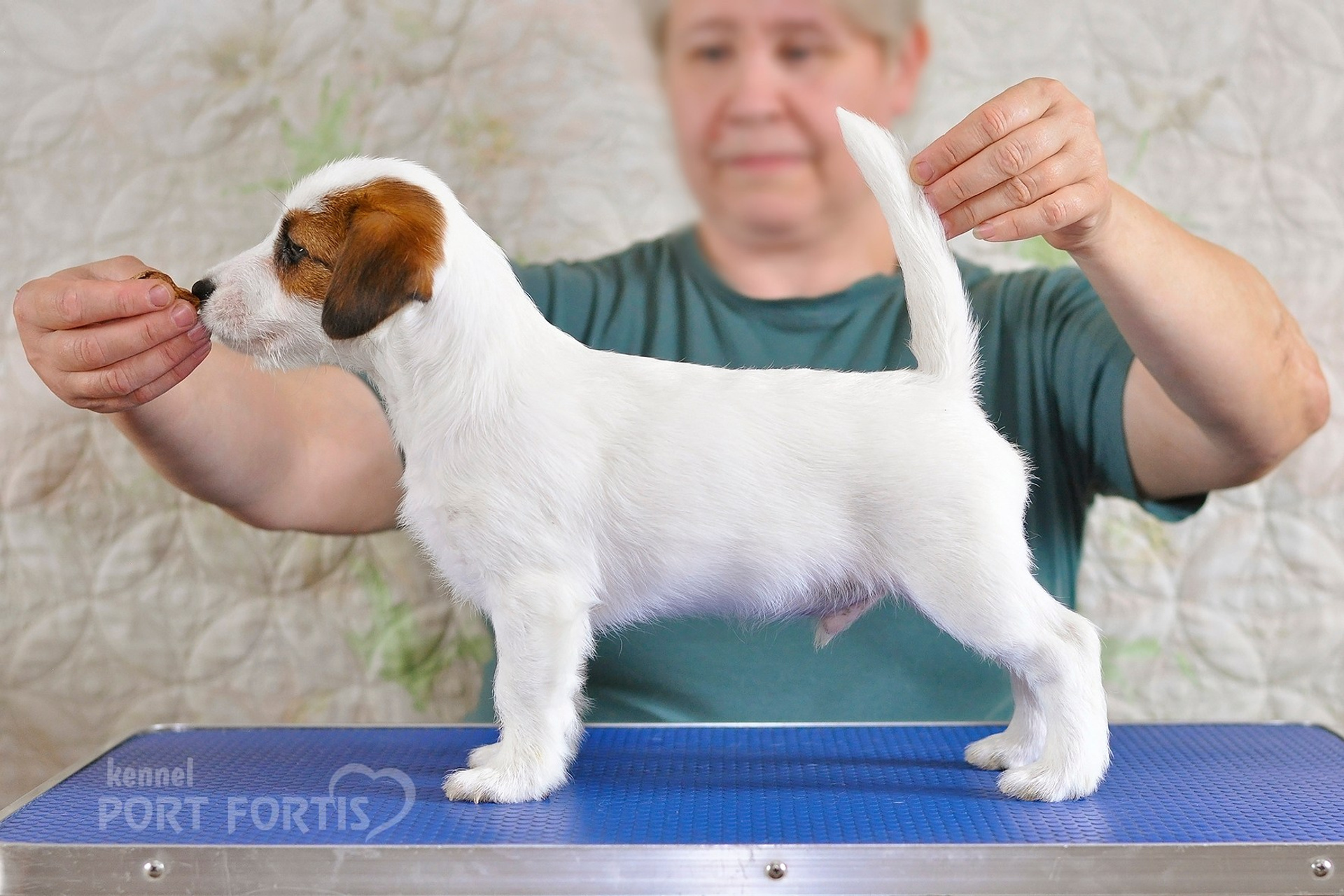 2026 Litter F male 1. Щенки джек рассел терьера, питомник РКФ, питомник джек рассел терьеров, питомник Порт Фортис, kennel PORT FORTIS