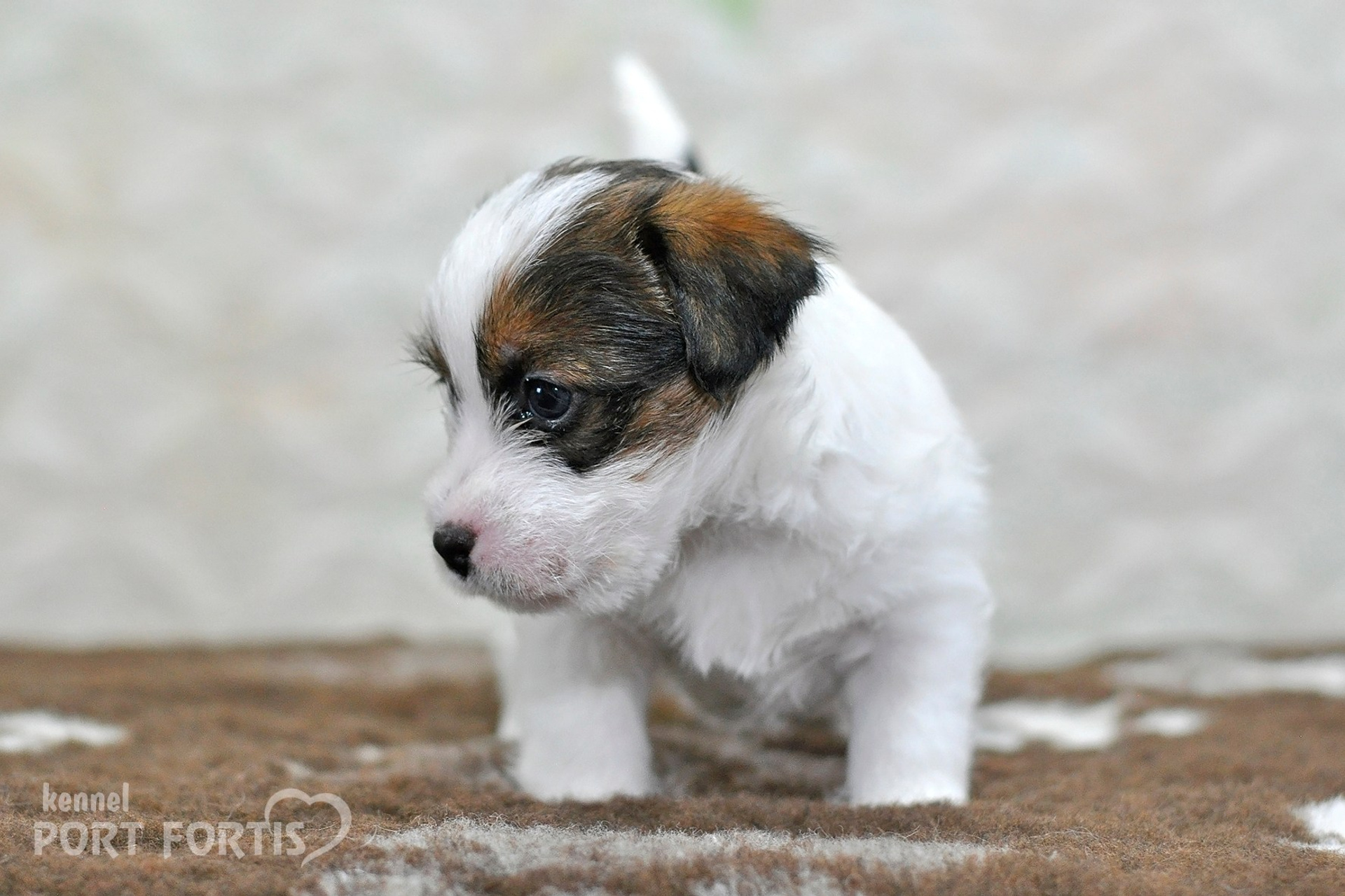 2026 Litter D male 1. Щенки джек рассел терьера, питомник РКФ, питомник джек рассел терьеров, питомник Порт Фортис, kennel PORT FORTIS