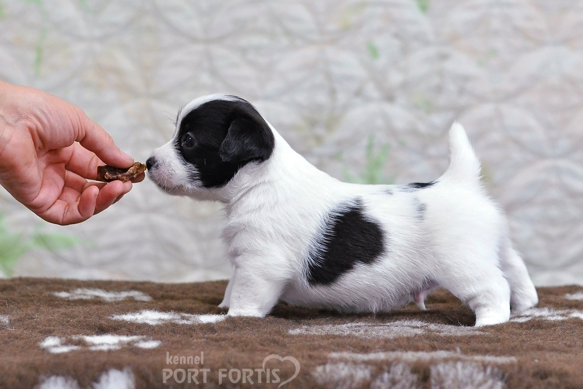 2026 Litter D male 4. Щенки джек рассел терьера, питомник РКФ, питомник джек рассел терьеров, питомник Порт Фортис, kennel PORT FORTIS