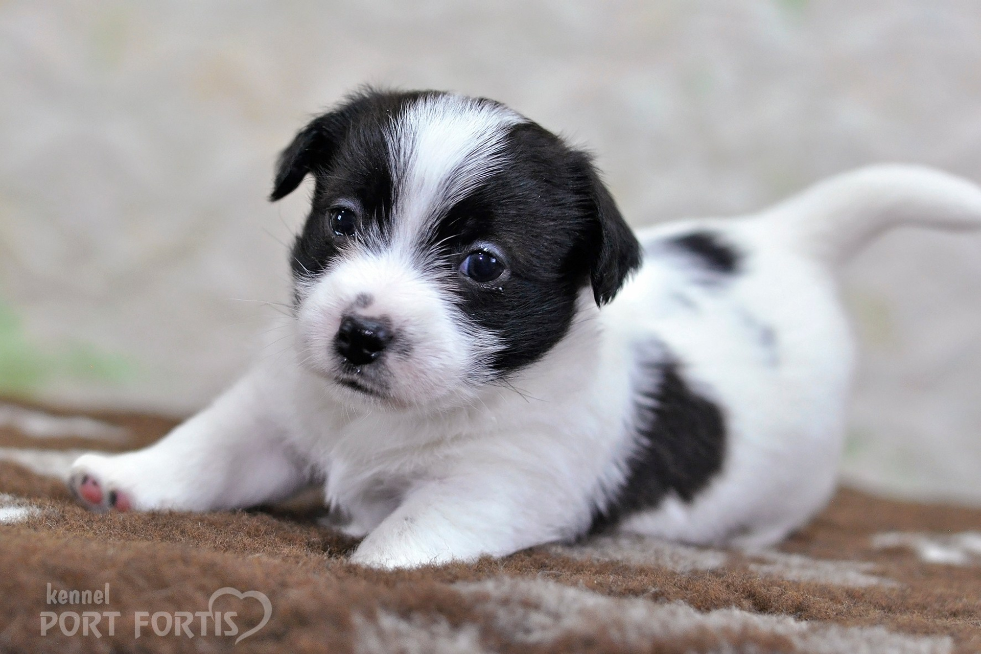 2026 Litter D male 4. Щенки джек рассел терьера, питомник РКФ, питомник джек рассел терьеров, питомник Порт Фортис, kennel PORT FORTIS