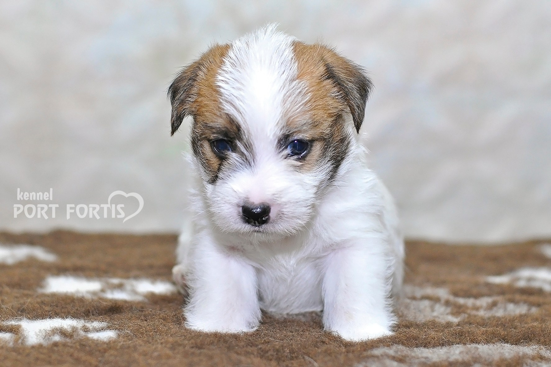 2026 Litter D male 2. Щенки джек рассел терьера, питомник РКФ, питомник джек рассел терьеров, питомник Порт Фортис, kennel PORT FORTIS
