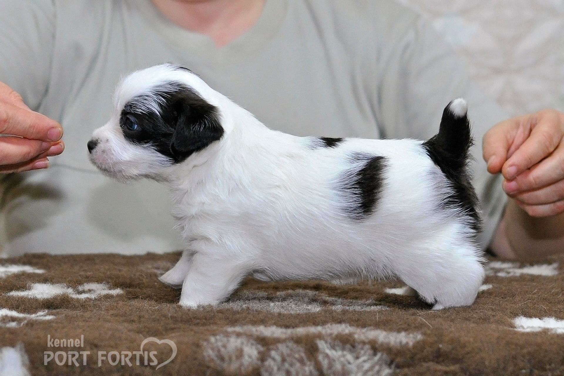 2026 Litter D male 3. Щенки джек рассел терьера, питомник РКФ, питомник джек рассел терьеров, питомник Порт Фортис, kennel PORT FORTIS