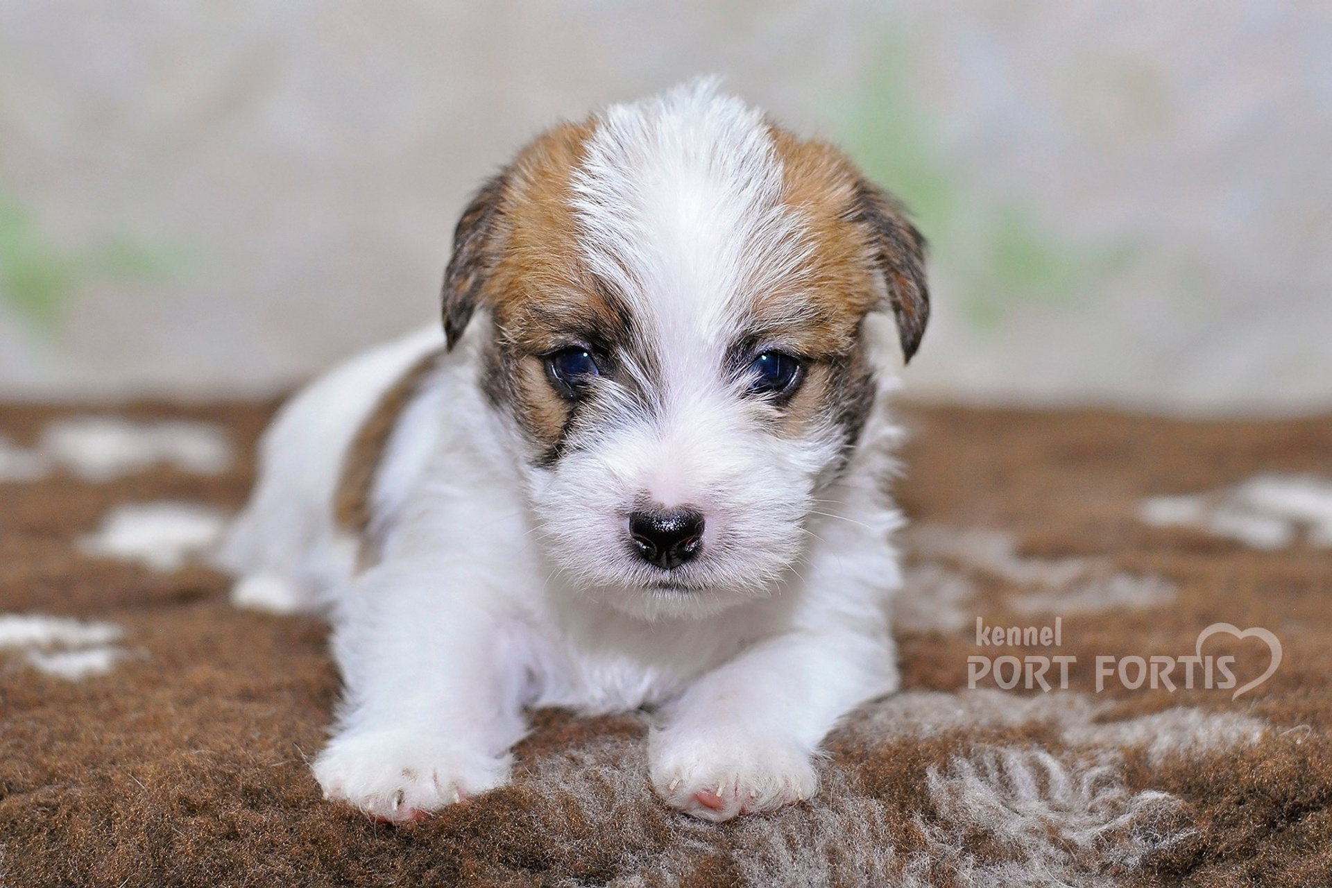 2026 Litter D male 2. Щенки джек рассел терьера, питомник РКФ, питомник джек рассел терьеров, питомник Порт Фортис, kennel PORT FORTIS