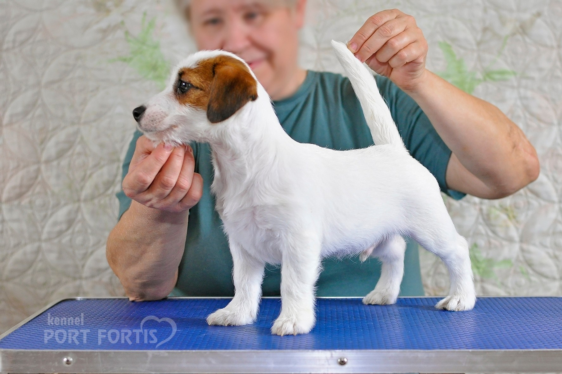 2026 Litter F male 1. Щенки джек рассел терьера, питомник РКФ, питомник джек рассел терьеров, питомник Порт Фортис, kennel PORT FORTIS