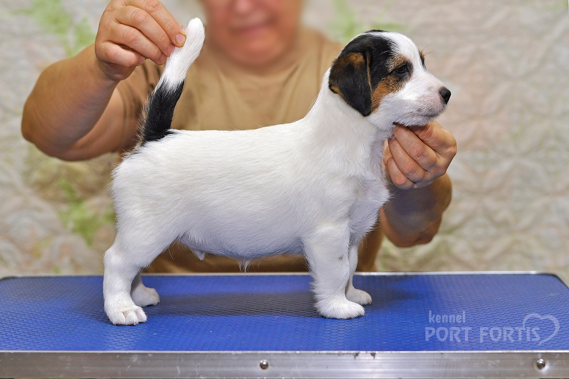 2025 Litter CH male 3. Щенки джек рассел терьера, питомник РКФ, питомник джек рассел терьеров, питомник Порт Фортис, kennel PORT FORTIS