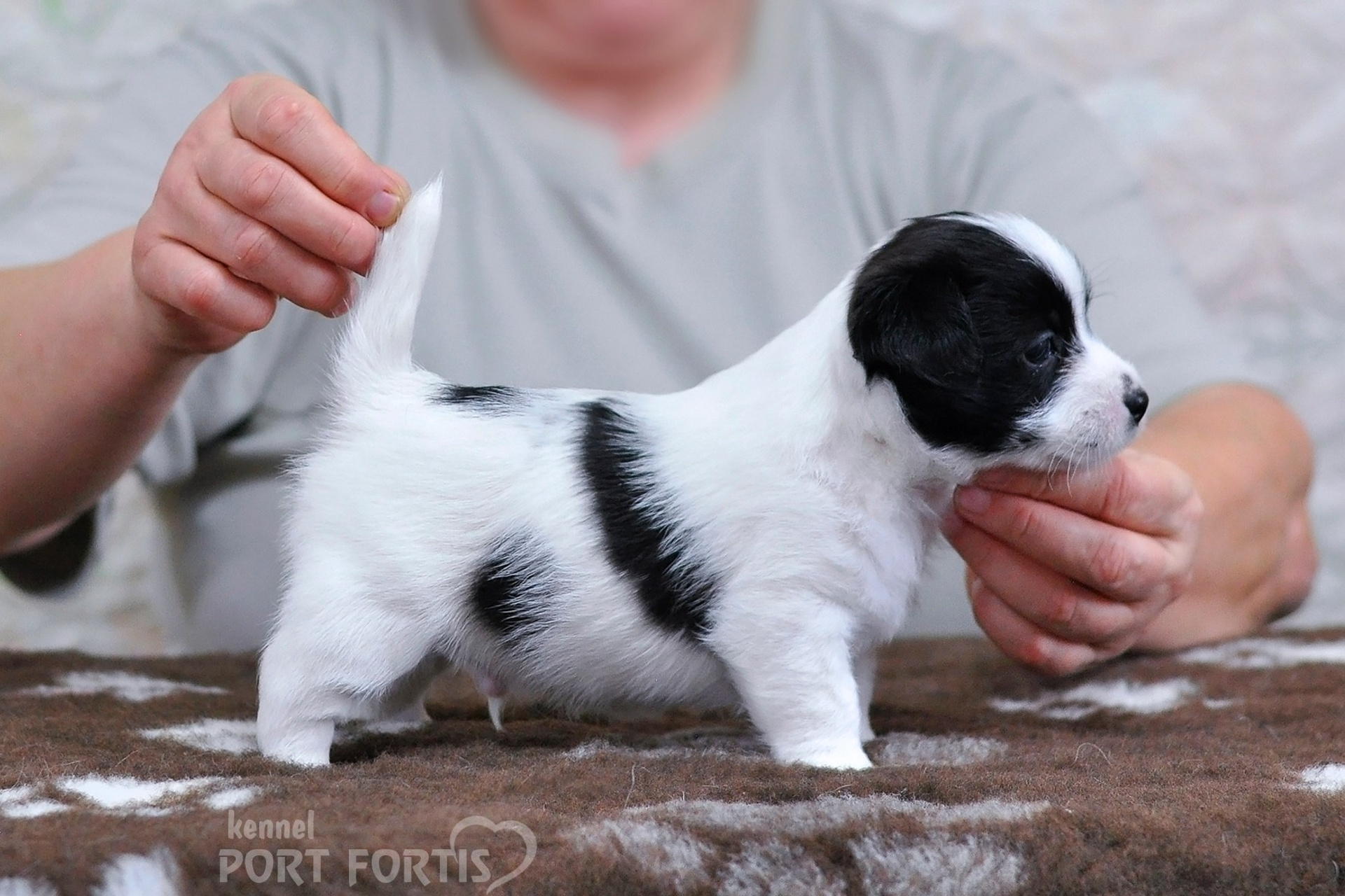 2026 Litter D male 4. Щенки джек рассел терьера, питомник РКФ, питомник джек рассел терьеров, питомник Порт Фортис, kennel PORT FORTIS