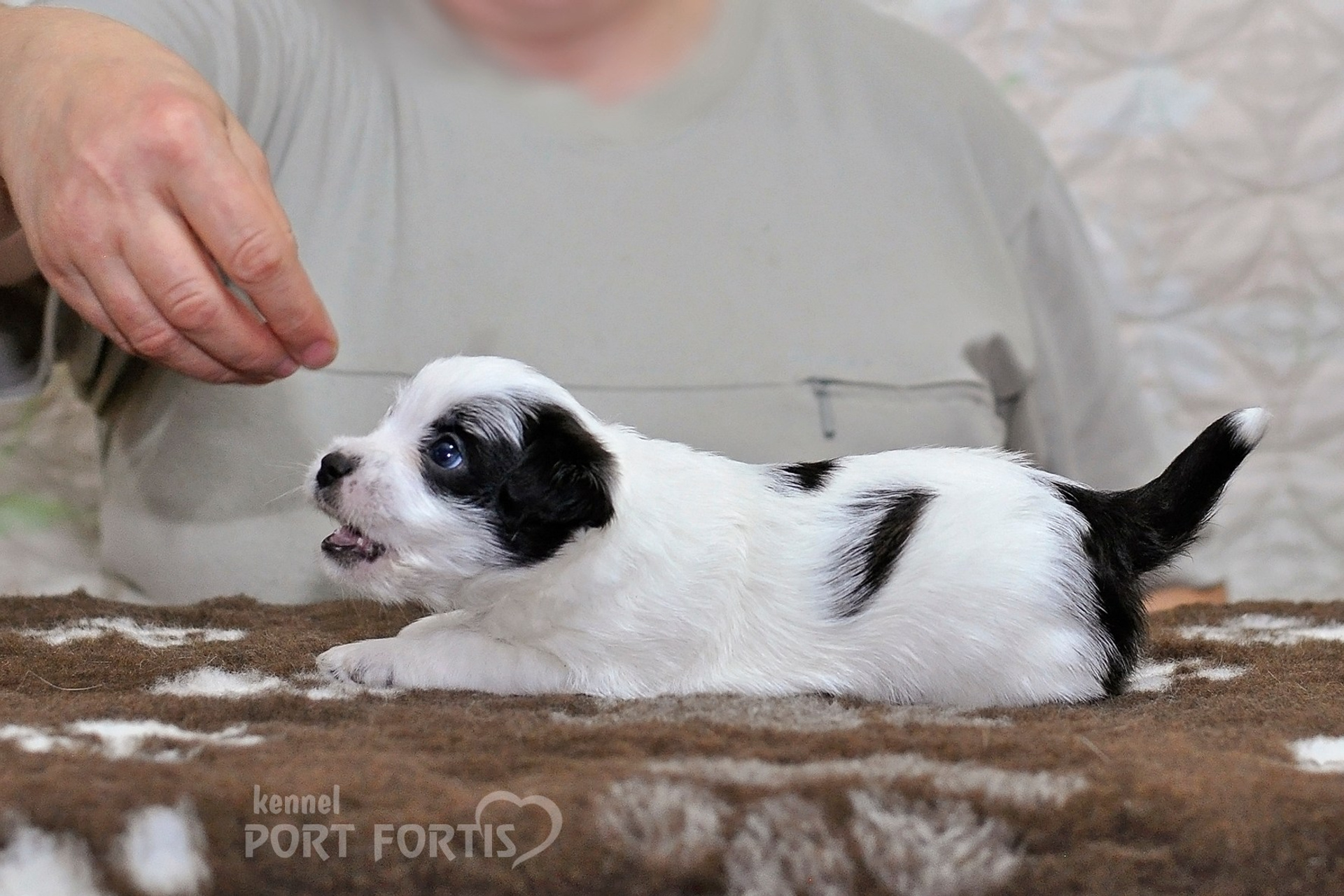 2026 Litter D male 3. Щенки джек рассел терьера, питомник РКФ, питомник джек рассел терьеров, питомник Порт Фортис, kennel PORT FORTIS