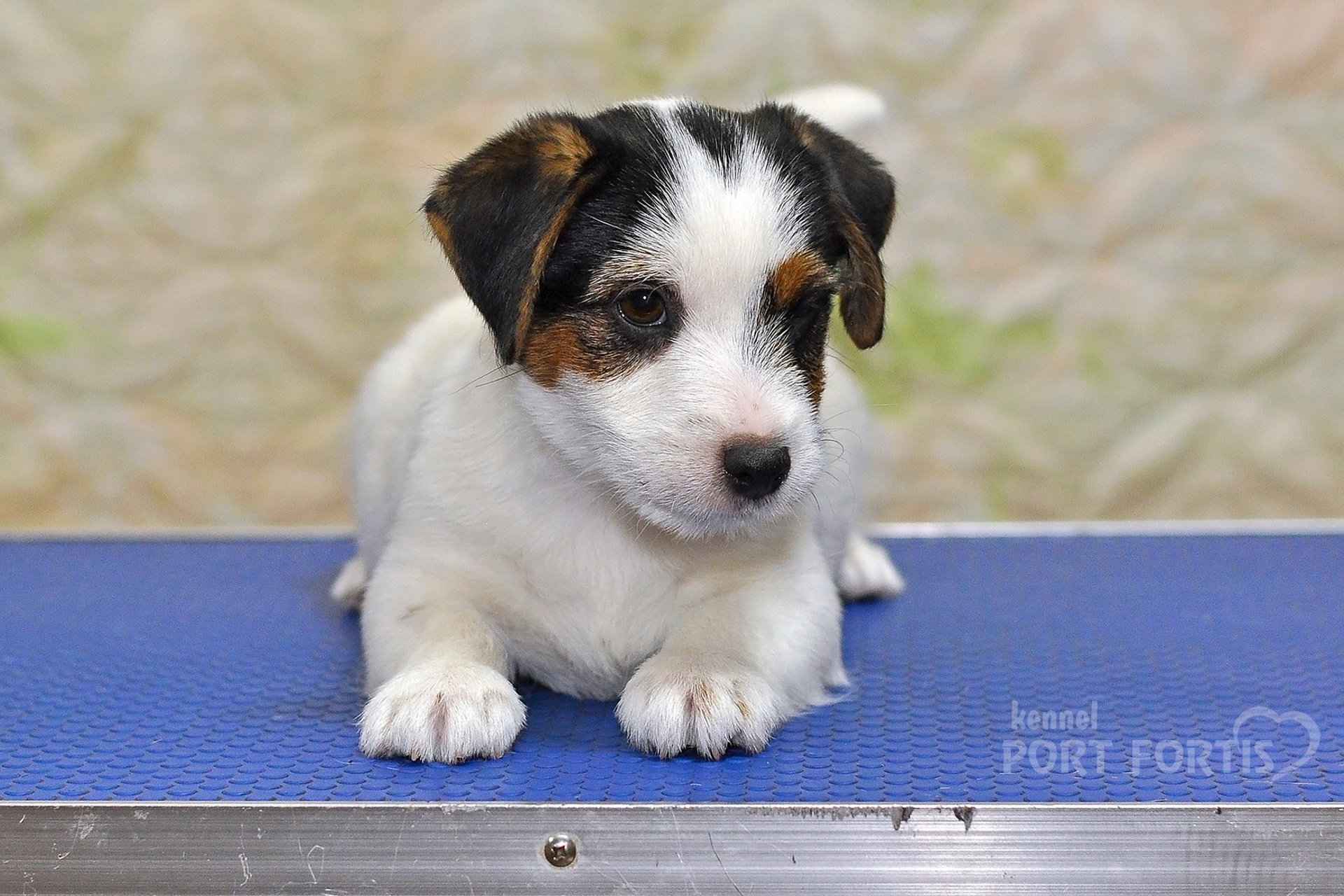 2025 Litter CH male 3. Щенки джек рассел терьера, питомник РКФ, питомник джек рассел терьеров, питомник Порт Фортис, kennel PORT FORTIS