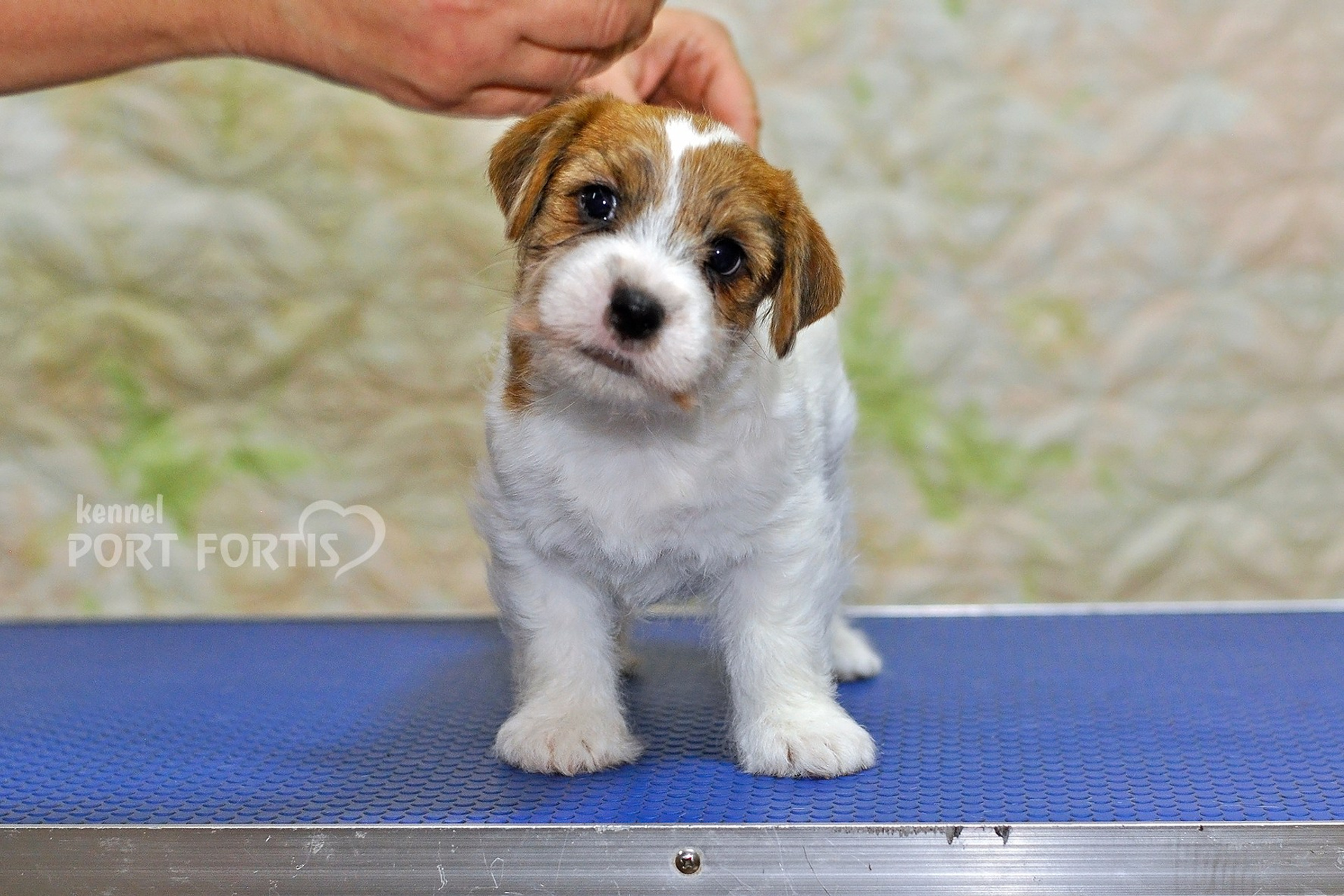 2025 Litter CH male 1. Щенки джек рассел терьера, питомник РКФ, питомник джек рассел терьеров, питомник Порт Фортис, kennel PORT FORTIS