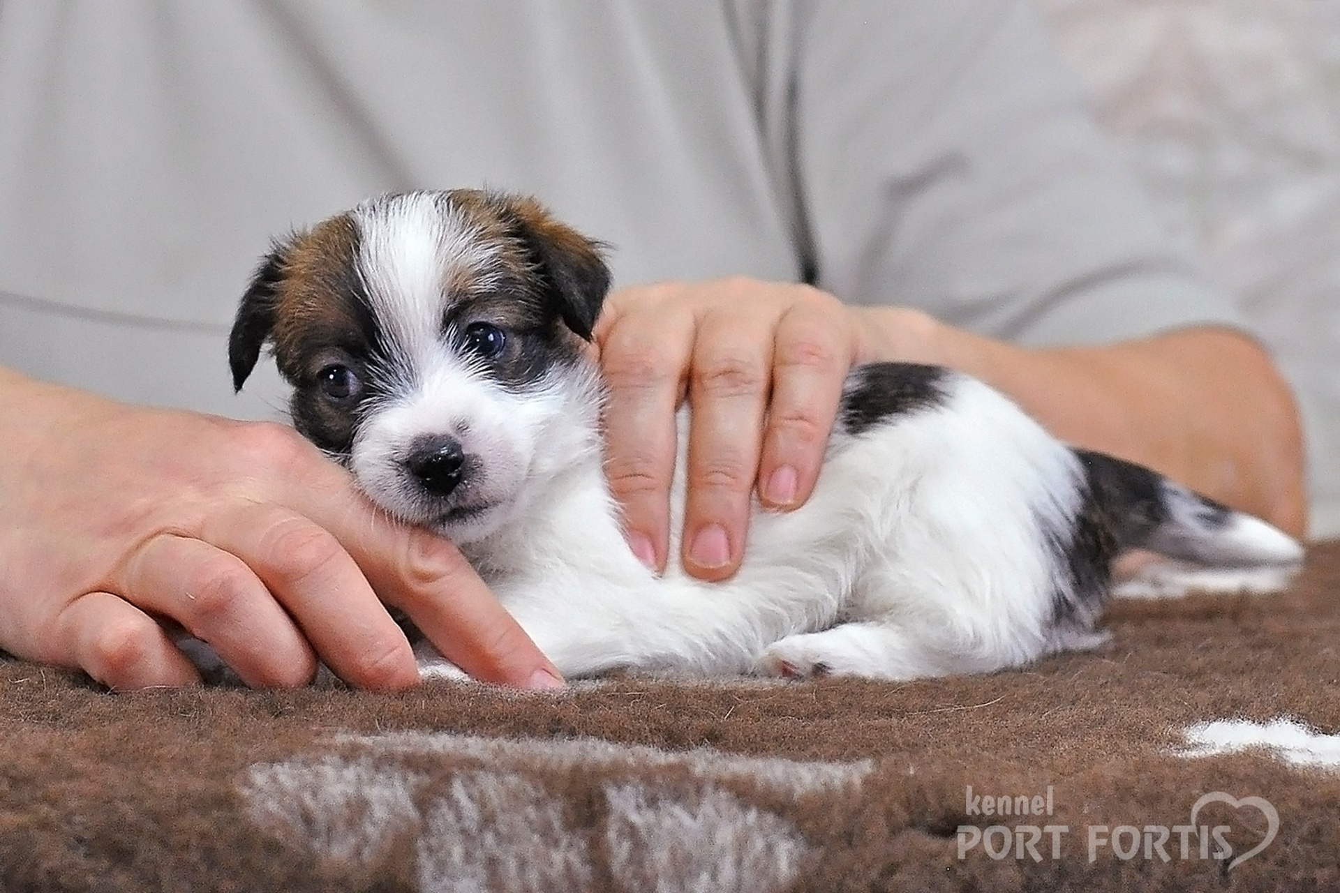 2026 Litter D female 1. Щенки джек рассел терьера, питомник РКФ, питомник джек рассел терьеров, питомник Порт Фортис, kennel PORT FORTIS
