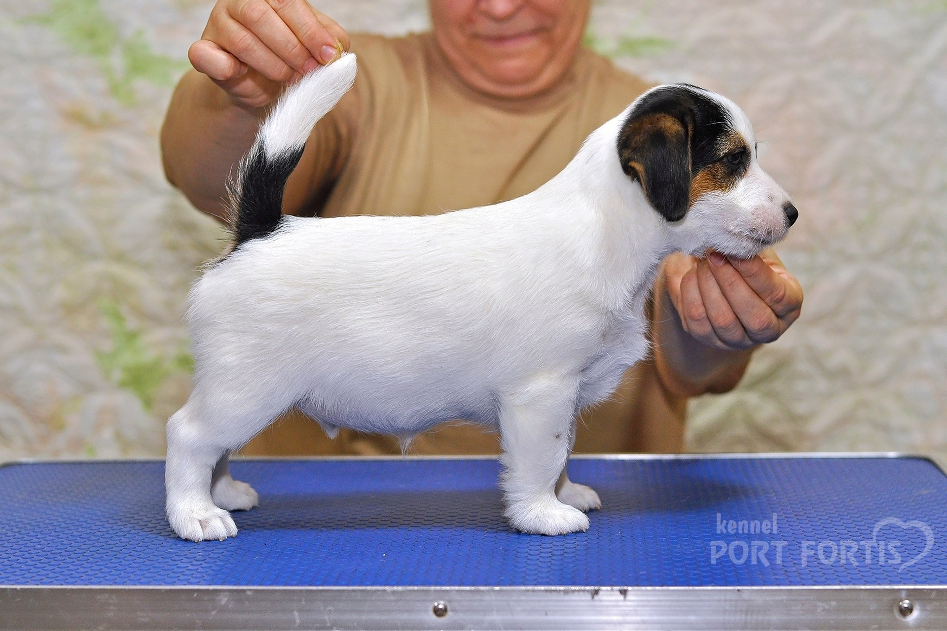 2025 Litter CH male 3. Щенки джек рассел терьера, питомник РКФ, питомник джек рассел терьеров, питомник Порт Фортис, kennel PORT FORTIS