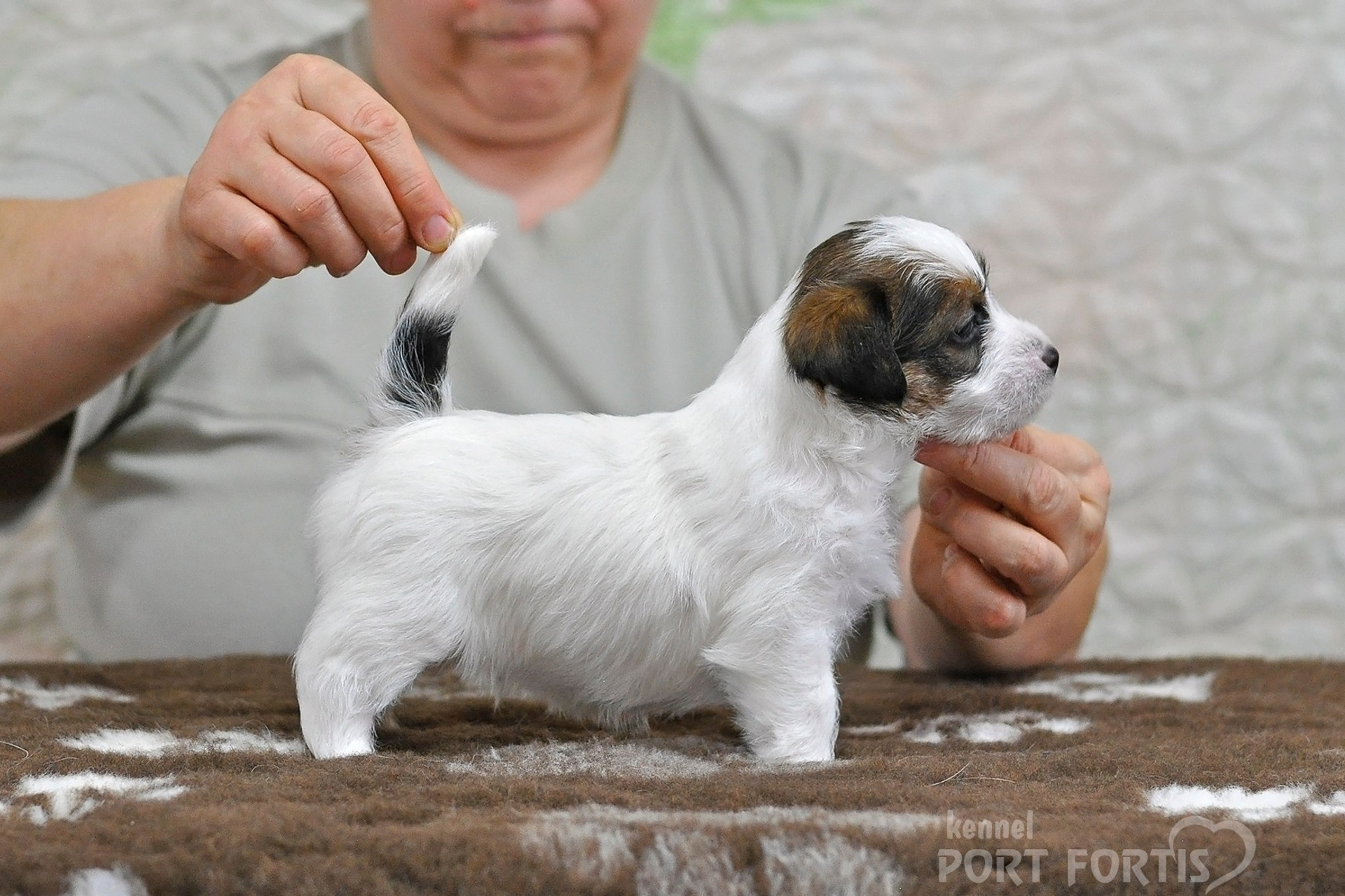 2026 Litter D male 1. Щенки джек рассел терьера, питомник РКФ, питомник джек рассел терьеров, питомник Порт Фортис, kennel PORT FORTIS