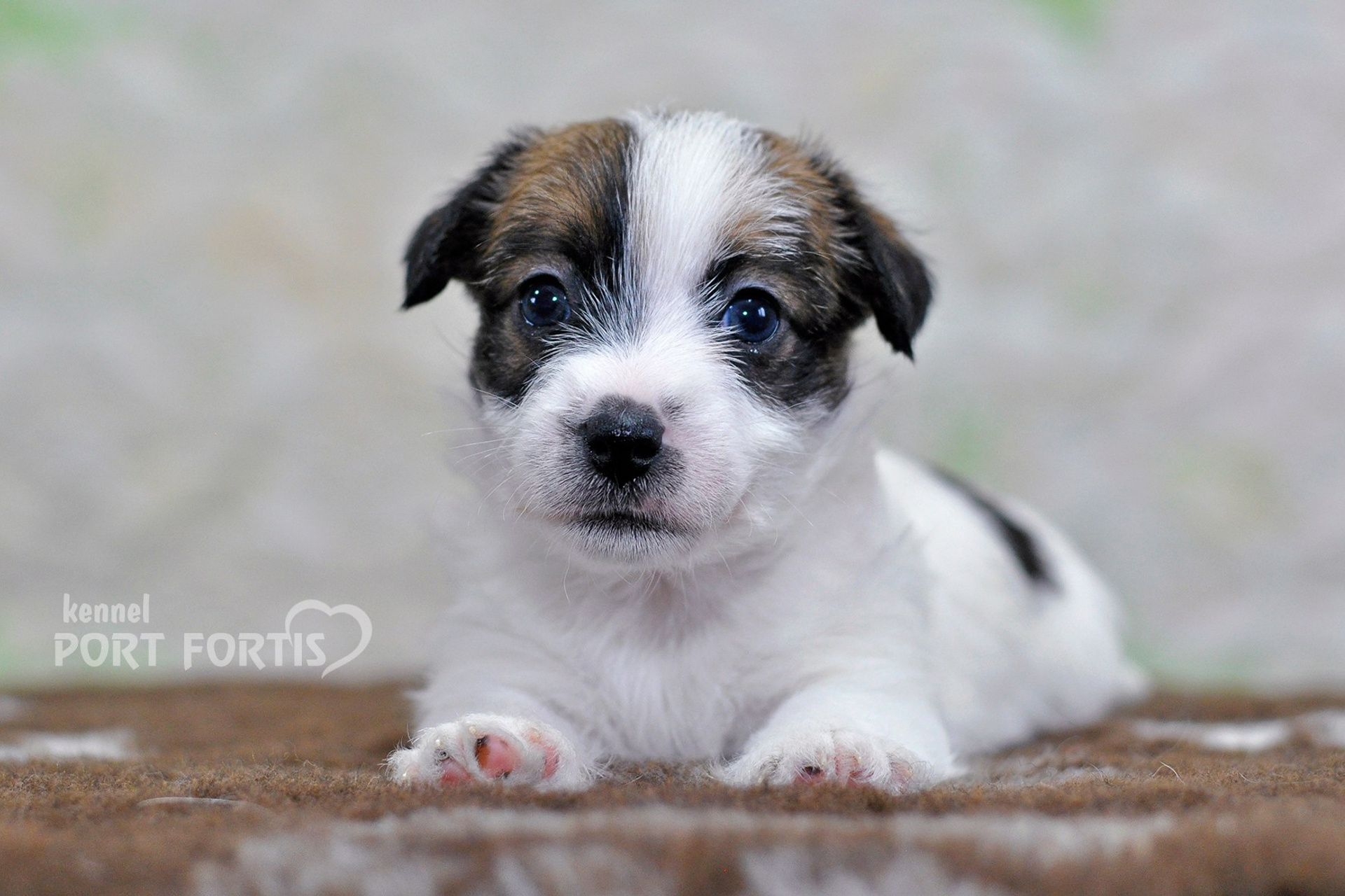 2026 Litter D female 1. Щенки джек рассел терьера, питомник РКФ, питомник джек рассел терьеров, питомник Порт Фортис, kennel PORT FORTIS