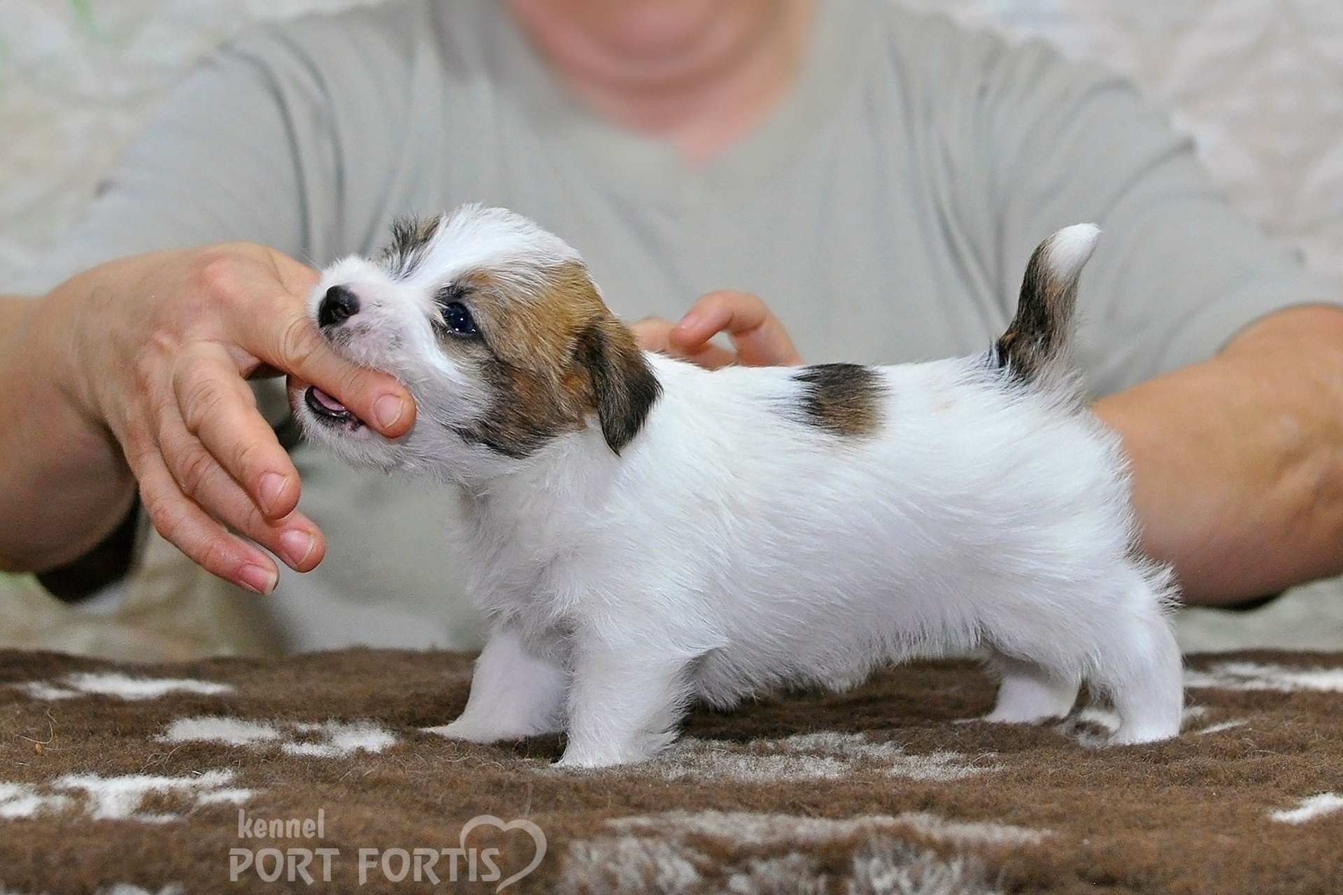 2026 Litter D male 2. Щенки джек рассел терьера, питомник РКФ, питомник джек рассел терьеров, питомник Порт Фортис, kennel PORT FORTIS