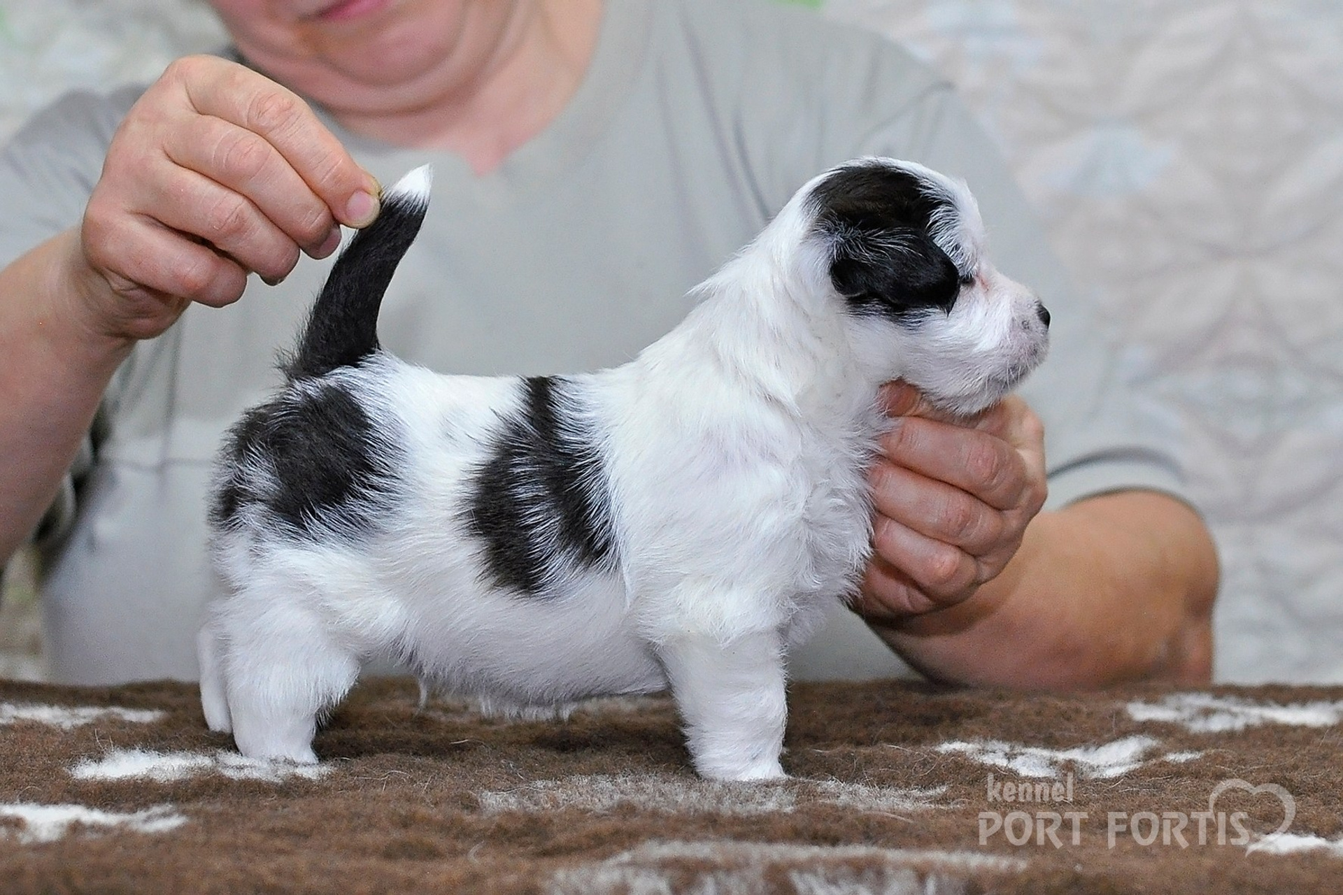 2026 Litter D male 3. Щенки джек рассел терьера, питомник РКФ, питомник джек рассел терьеров, питомник Порт Фортис, kennel PORT FORTIS