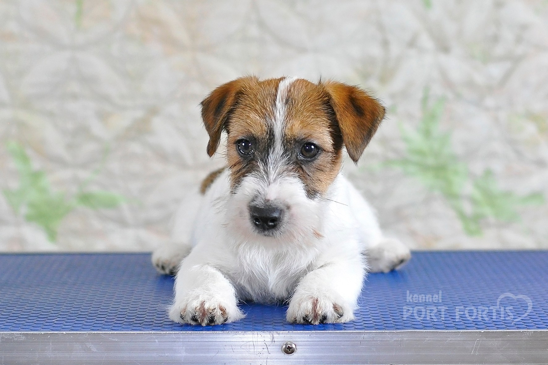 2026 Litter F female 1. Щенки джек рассел терьера, питомник РКФ, питомник джек рассел терьеров, питомник Порт Фортис, kennel PORT FORTIS