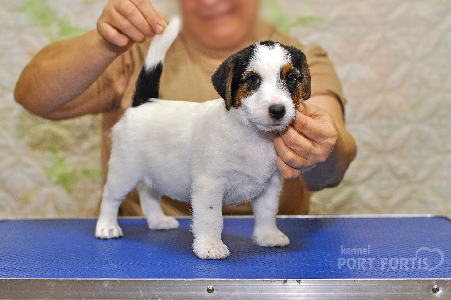 2025 Litter CH male 3. Щенки джек рассел терьера, питомник РКФ, питомник джек рассел терьеров, питомник Порт Фортис, kennel PORT FORTIS