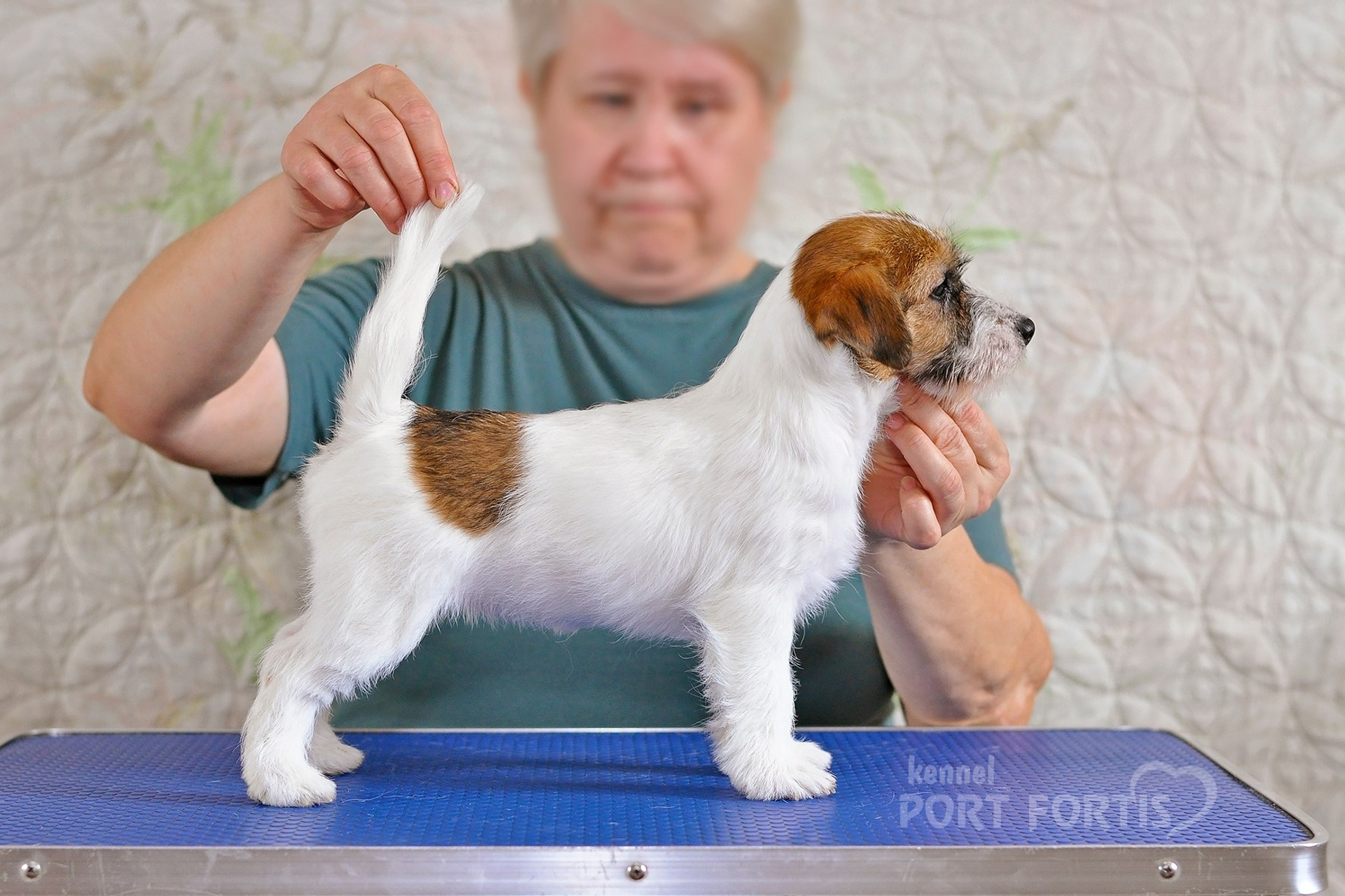 2026 Litter F female 1. Щенки джек рассел терьера, питомник РКФ, питомник джек рассел терьеров, питомник Порт Фортис, kennel PORT FORTIS