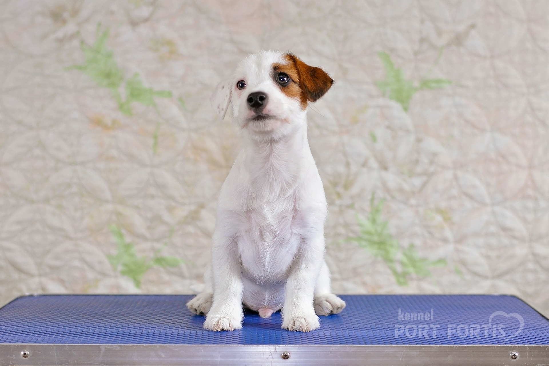 2026 Litter F male 1. Щенки джек рассел терьера, питомник РКФ, питомник джек рассел терьеров, питомник Порт Фортис, kennel PORT FORTIS