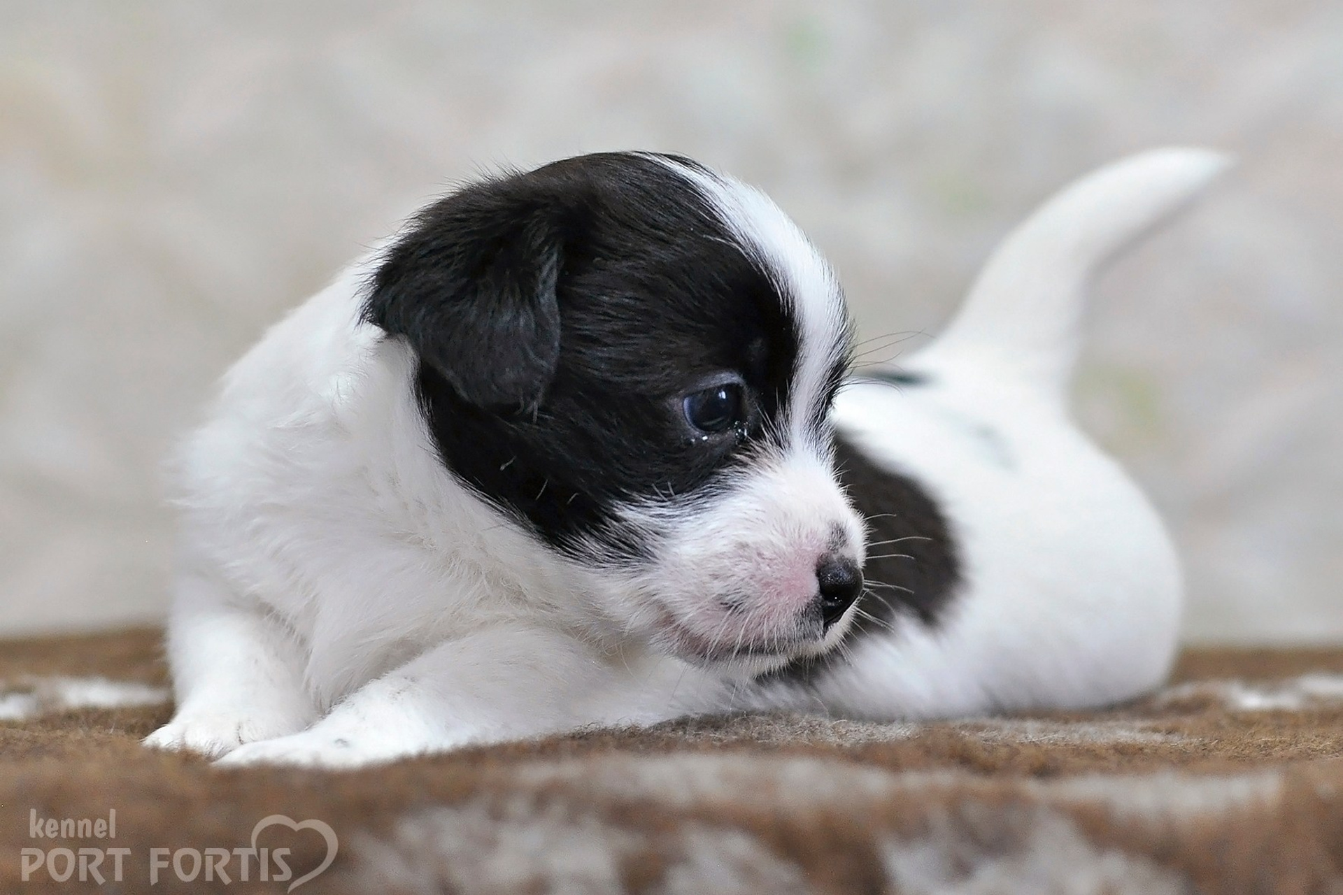 2026 Litter D male 4. Щенки джек рассел терьера, питомник РКФ, питомник джек рассел терьеров, питомник Порт Фортис, kennel PORT FORTIS