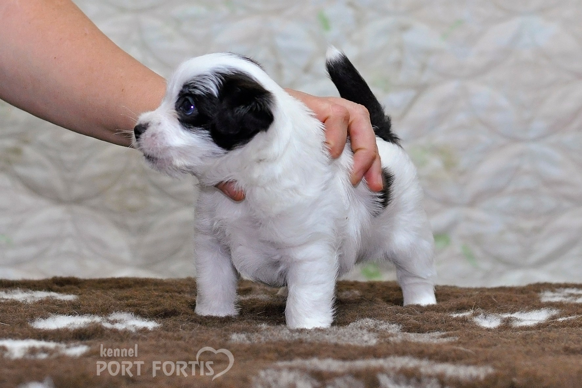 2026 Litter D male 3. Щенки джек рассел терьера, питомник РКФ, питомник джек рассел терьеров, питомник Порт Фортис, kennel PORT FORTIS