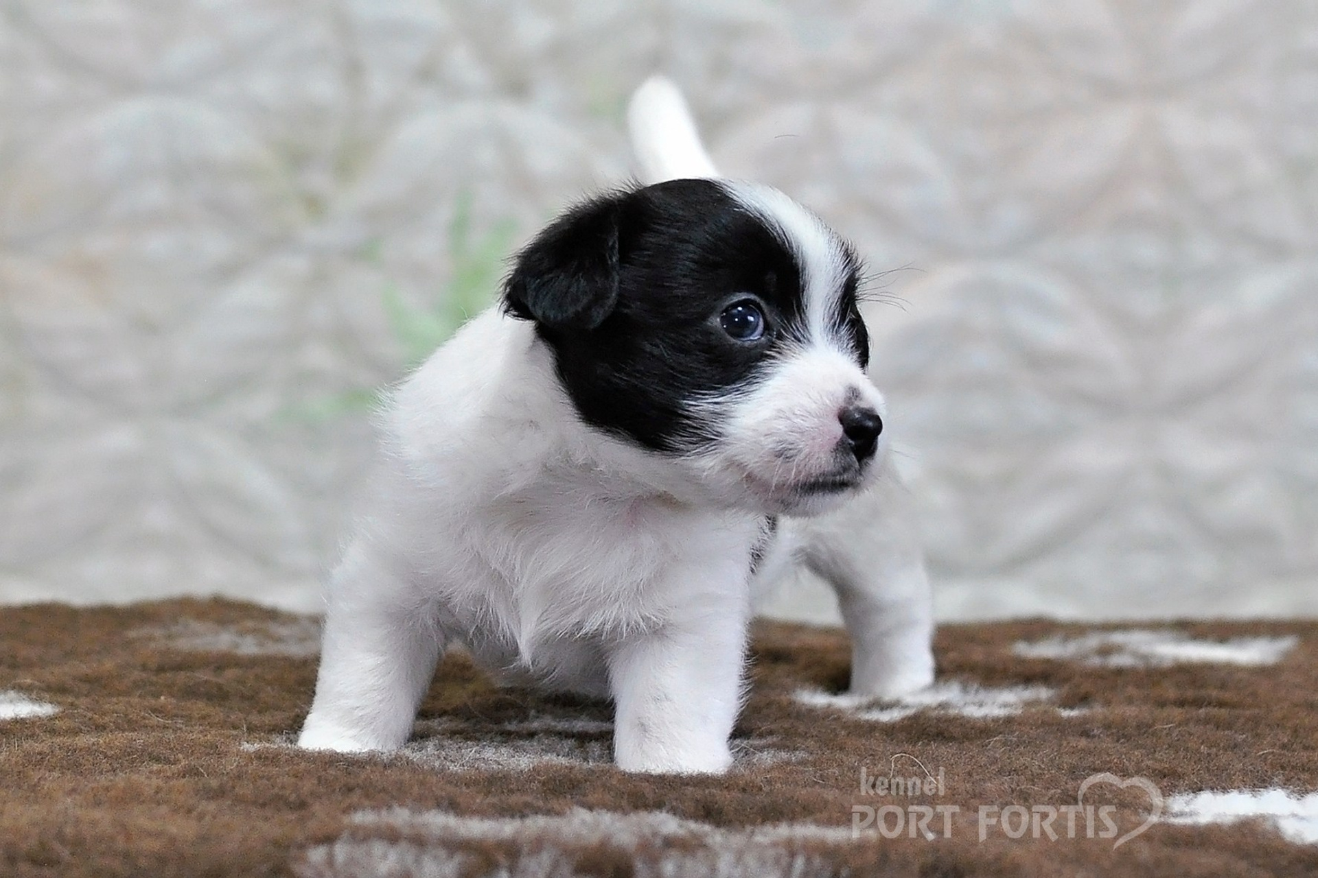 2026 Litter D male 4. Щенки джек рассел терьера, питомник РКФ, питомник джек рассел терьеров, питомник Порт Фортис, kennel PORT FORTIS