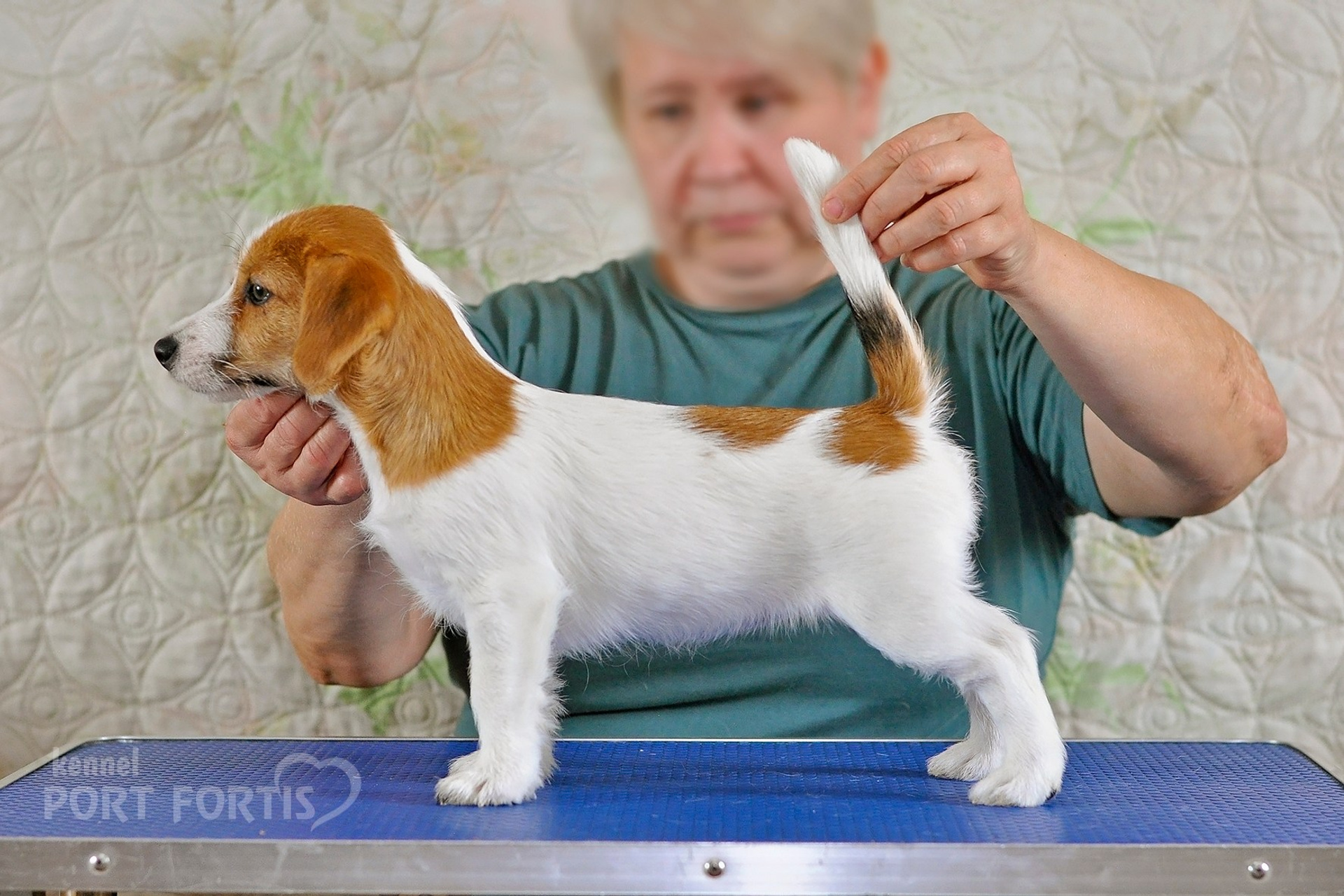 2026 Litter F female 2. Щенки джек рассел терьера, питомник РКФ, питомник джек рассел терьеров, питомник Порт Фортис, kennel PORT FORTIS