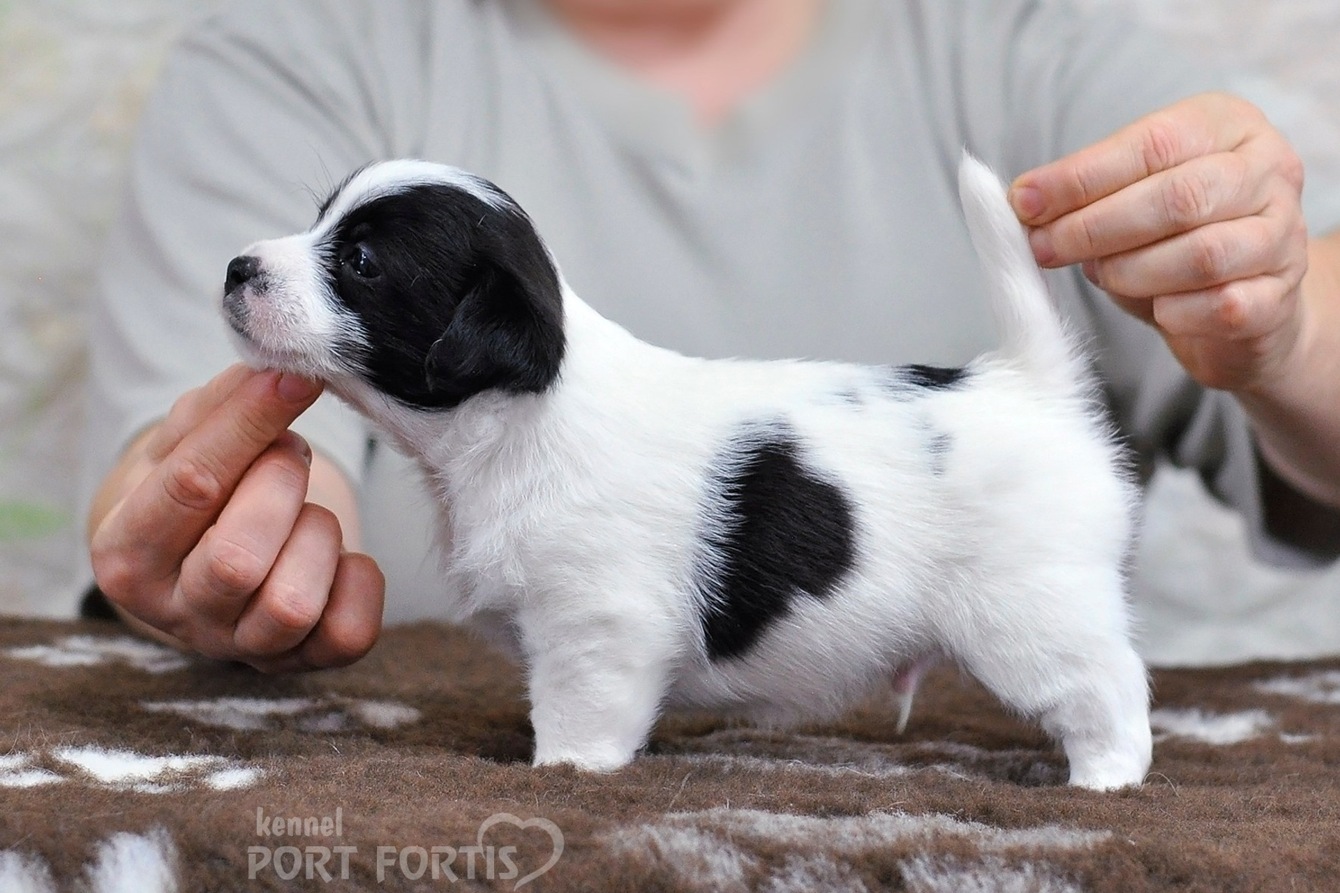 2026 Litter D male 4. Щенки джек рассел терьера, питомник РКФ, питомник джек рассел терьеров, питомник Порт Фортис, kennel PORT FORTIS