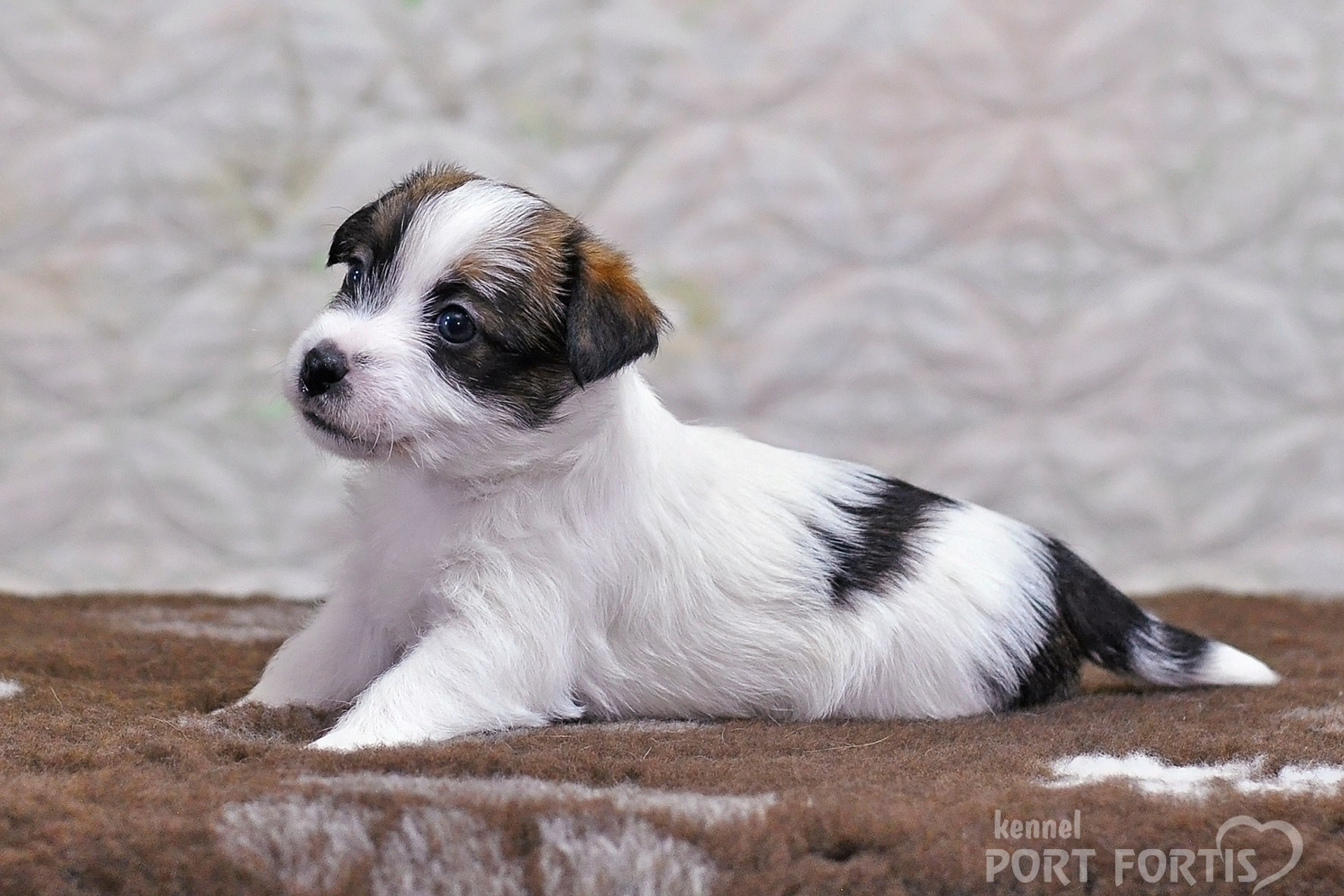 2026 Litter D female 1. Щенки джек рассел терьера, питомник РКФ, питомник джек рассел терьеров, питомник Порт Фортис, kennel PORT FORTIS