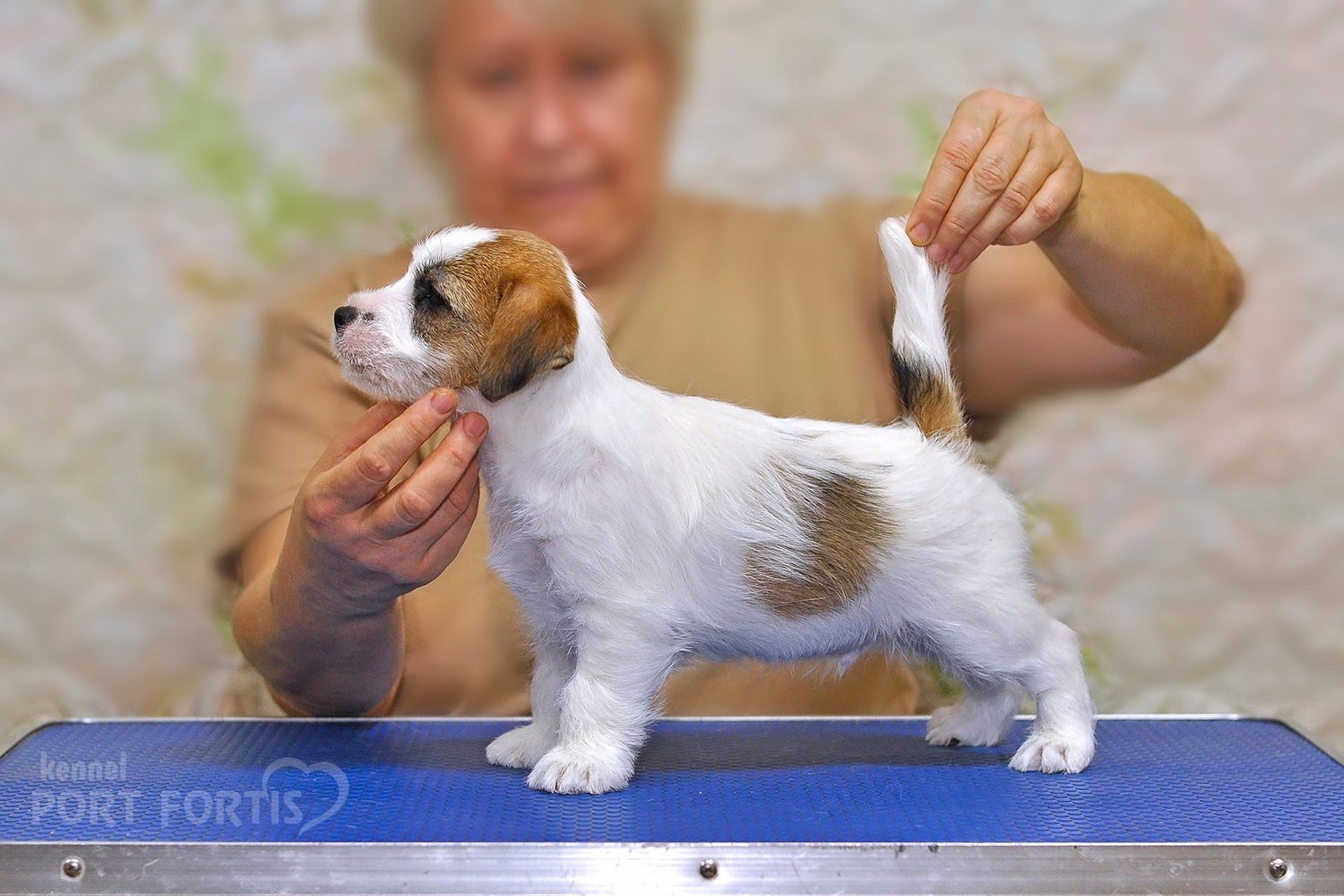 2025 Litter CH male 2. Щенки джек рассел терьера, питомник РКФ, питомник джек рассел терьеров, питомник Порт Фортис, kennel PORT FORTIS