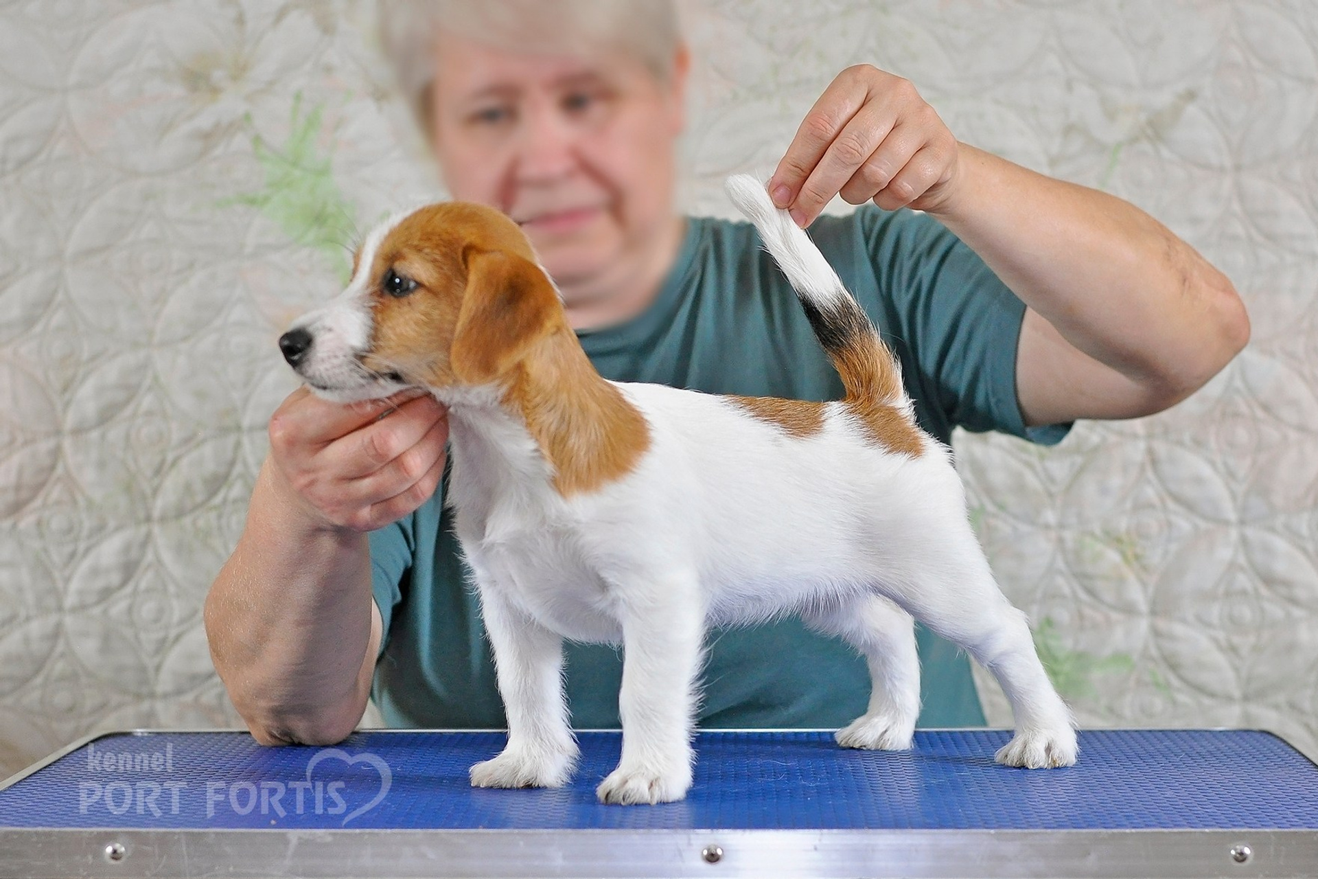 2026 Litter F female 2. Щенки джек рассел терьера, питомник РКФ, питомник джек рассел терьеров, питомник Порт Фортис, kennel PORT FORTIS