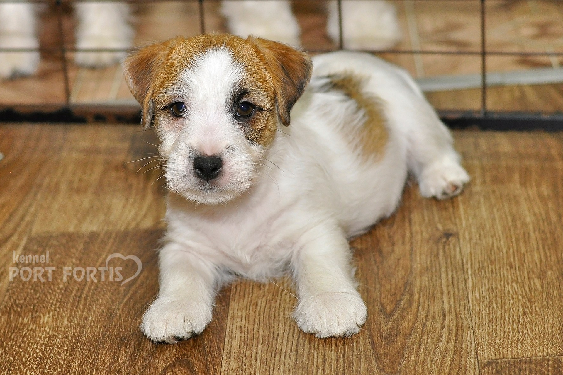 2025 Litter CH male 2. Щенки джек рассел терьера, питомник РКФ, питомник джек рассел терьеров, питомник Порт Фортис, kennel PORT FORTIS