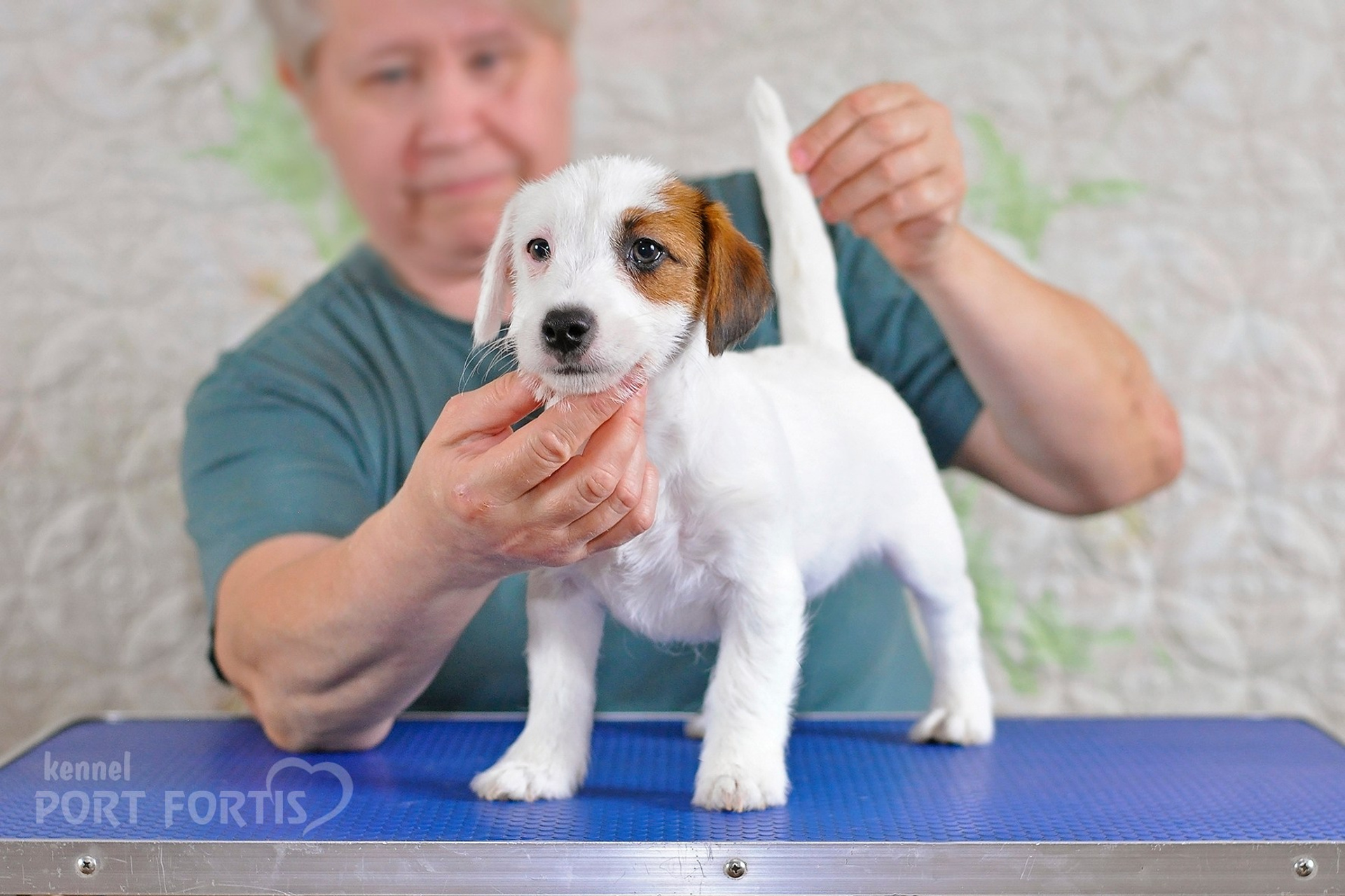 2026 Litter F male 1. Щенки джек рассел терьера, питомник РКФ, питомник джек рассел терьеров, питомник Порт Фортис, kennel PORT FORTIS