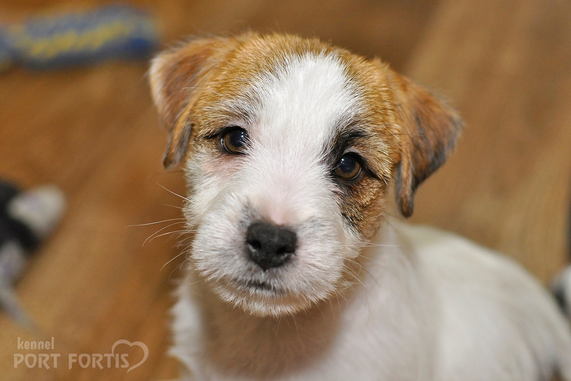 2025 Litter CH male 2. Щенки джек рассел терьера, питомник РКФ, питомник джек рассел терьеров, питомник Порт Фортис, kennel PORT FORTIS