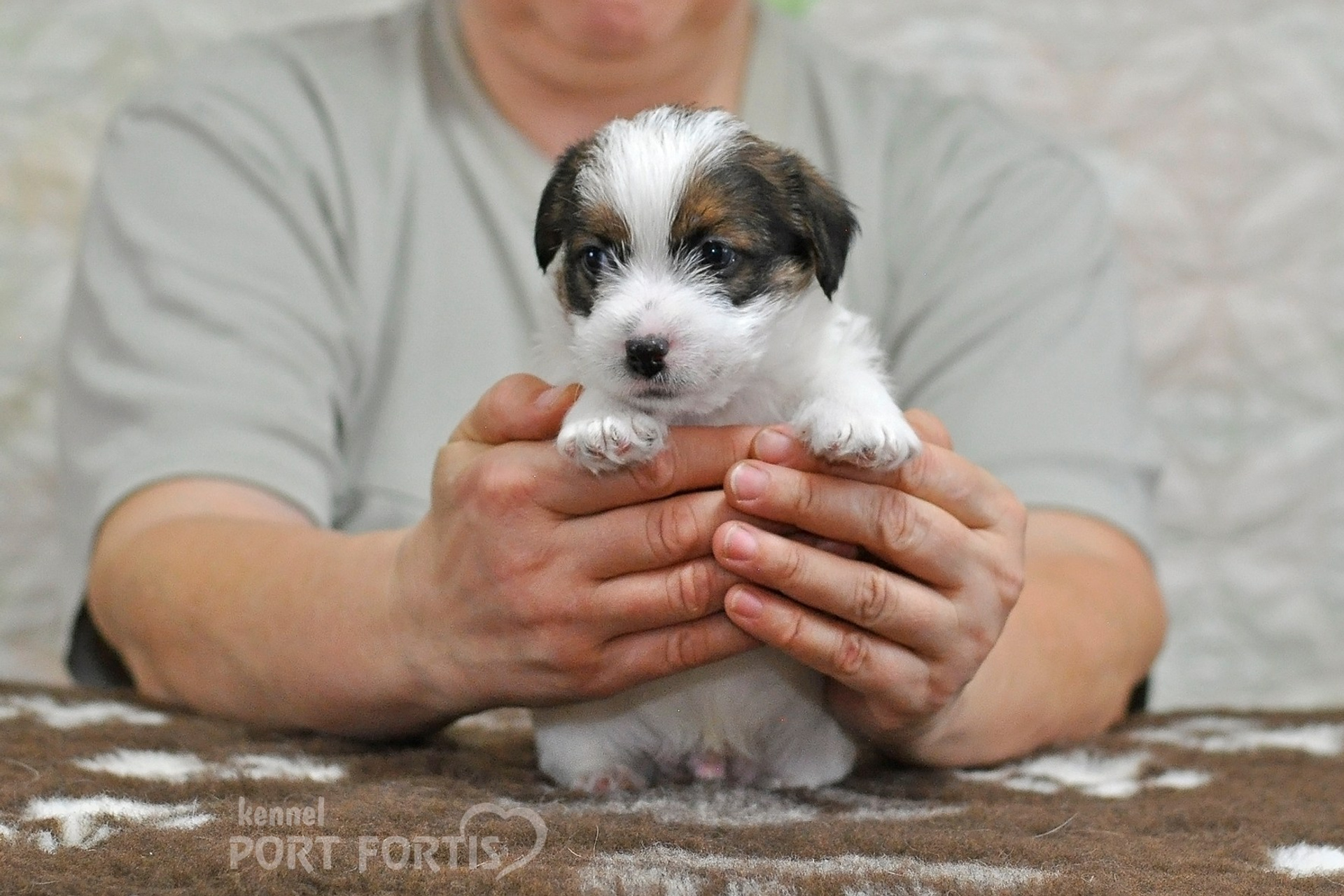 2026 Litter D male 1. Щенки джек рассел терьера, питомник РКФ, питомник джек рассел терьеров, питомник Порт Фортис, kennel PORT FORTIS