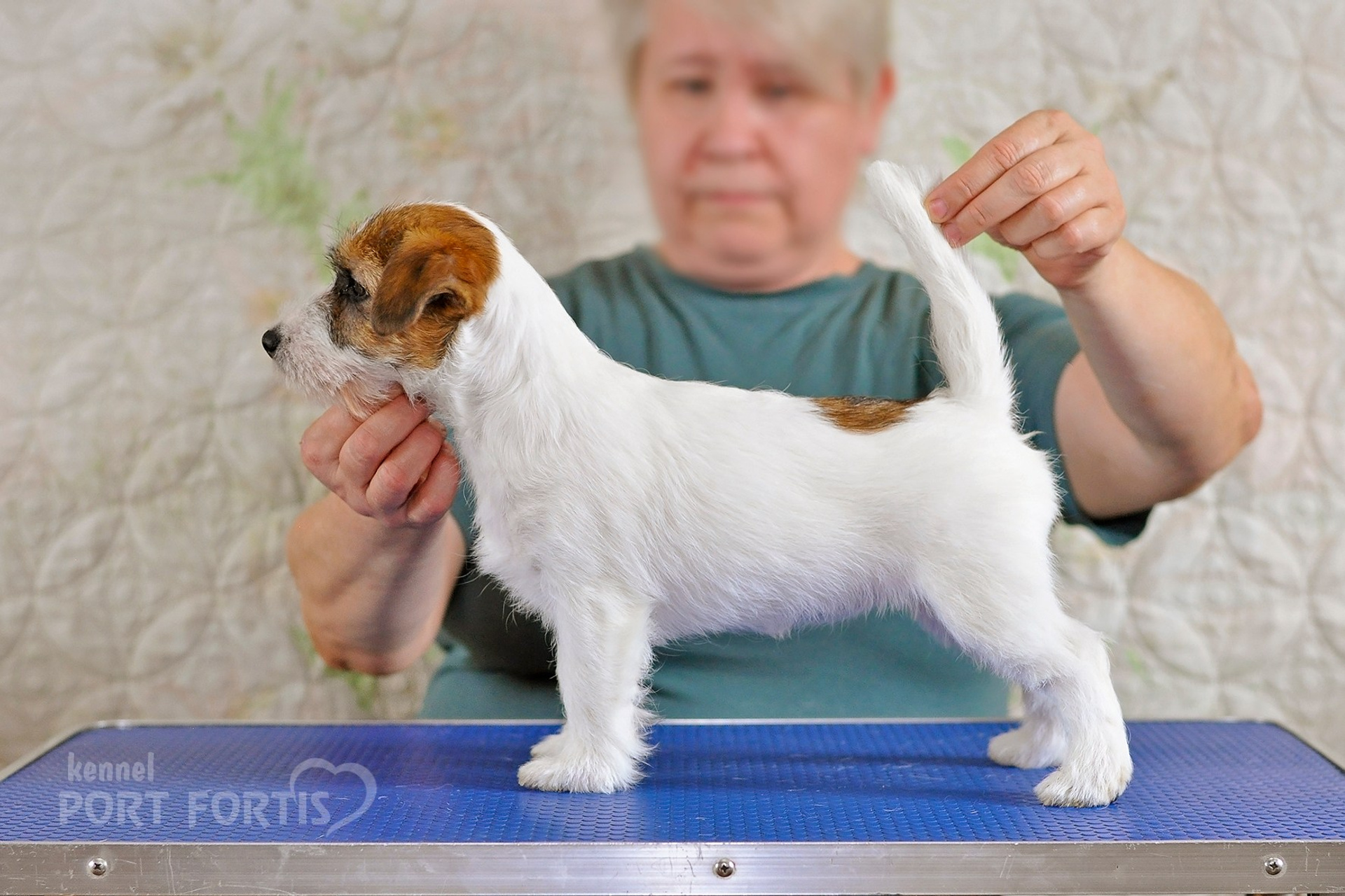 2026 Litter F female 1. Щенки джек рассел терьера, питомник РКФ, питомник джек рассел терьеров, питомник Порт Фортис, kennel PORT FORTIS
