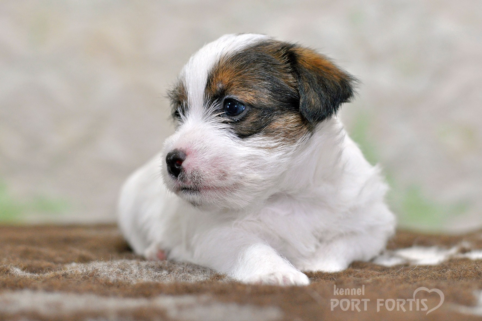 2026 Litter D male 1. Щенки джек рассел терьера, питомник РКФ, питомник джек рассел терьеров, питомник Порт Фортис, kennel PORT FORTIS