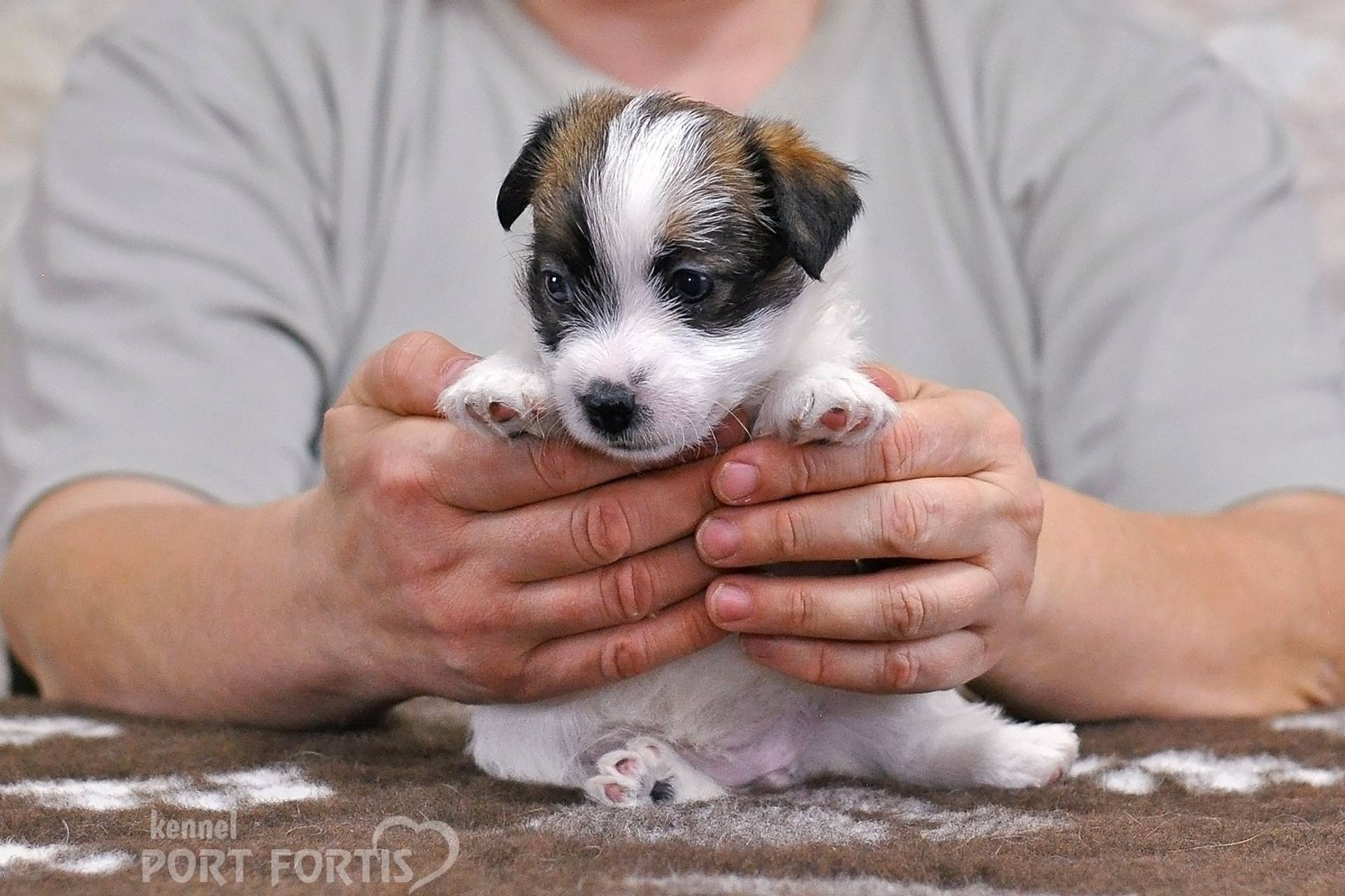 2026 Litter D female 1. Щенки джек рассел терьера, питомник РКФ, питомник джек рассел терьеров, питомник Порт Фортис, kennel PORT FORTIS