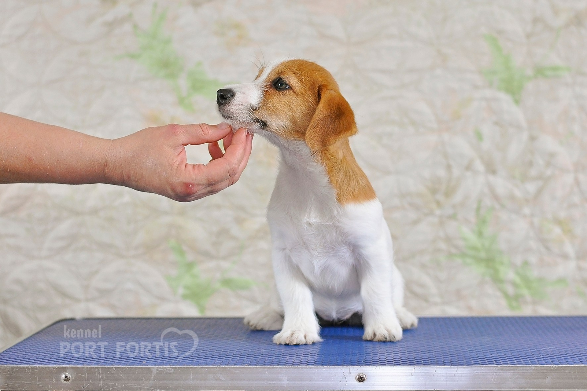 2026 Litter F female 2. Щенки джек рассел терьера, питомник РКФ, питомник джек рассел терьеров, питомник Порт Фортис, kennel PORT FORTIS