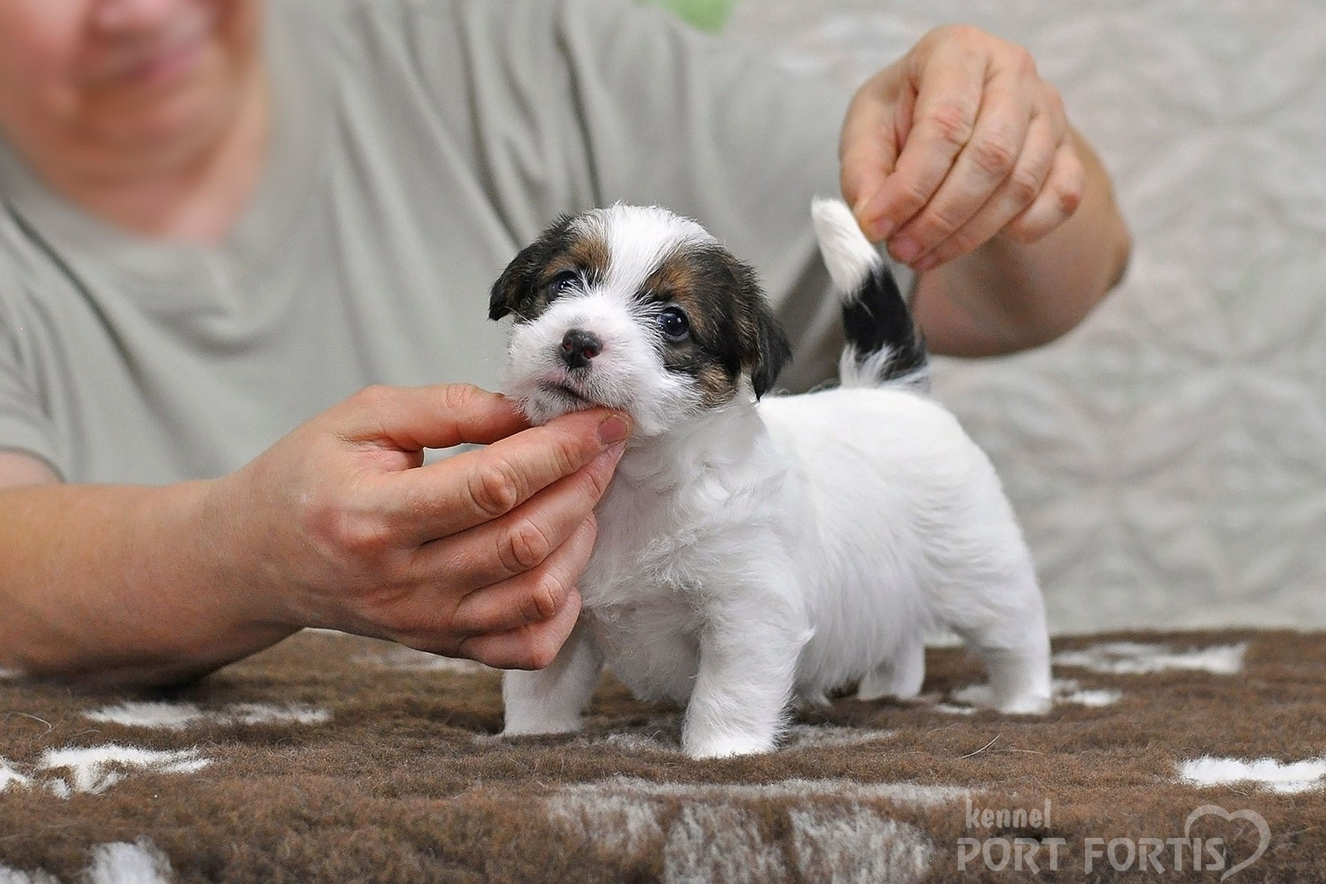 2026 Litter D male 1. Щенки джек рассел терьера, питомник РКФ, питомник джек рассел терьеров, питомник Порт Фортис, kennel PORT FORTIS