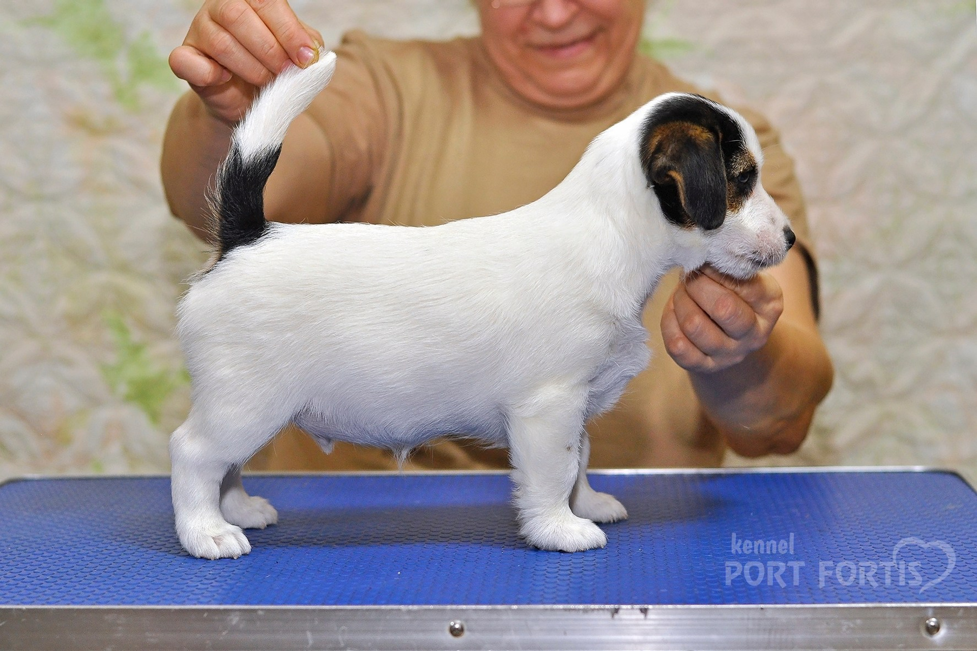 2025 Litter CH male 3. Щенки джек рассел терьера, питомник РКФ, питомник джек рассел терьеров, питомник Порт Фортис, kennel PORT FORTIS