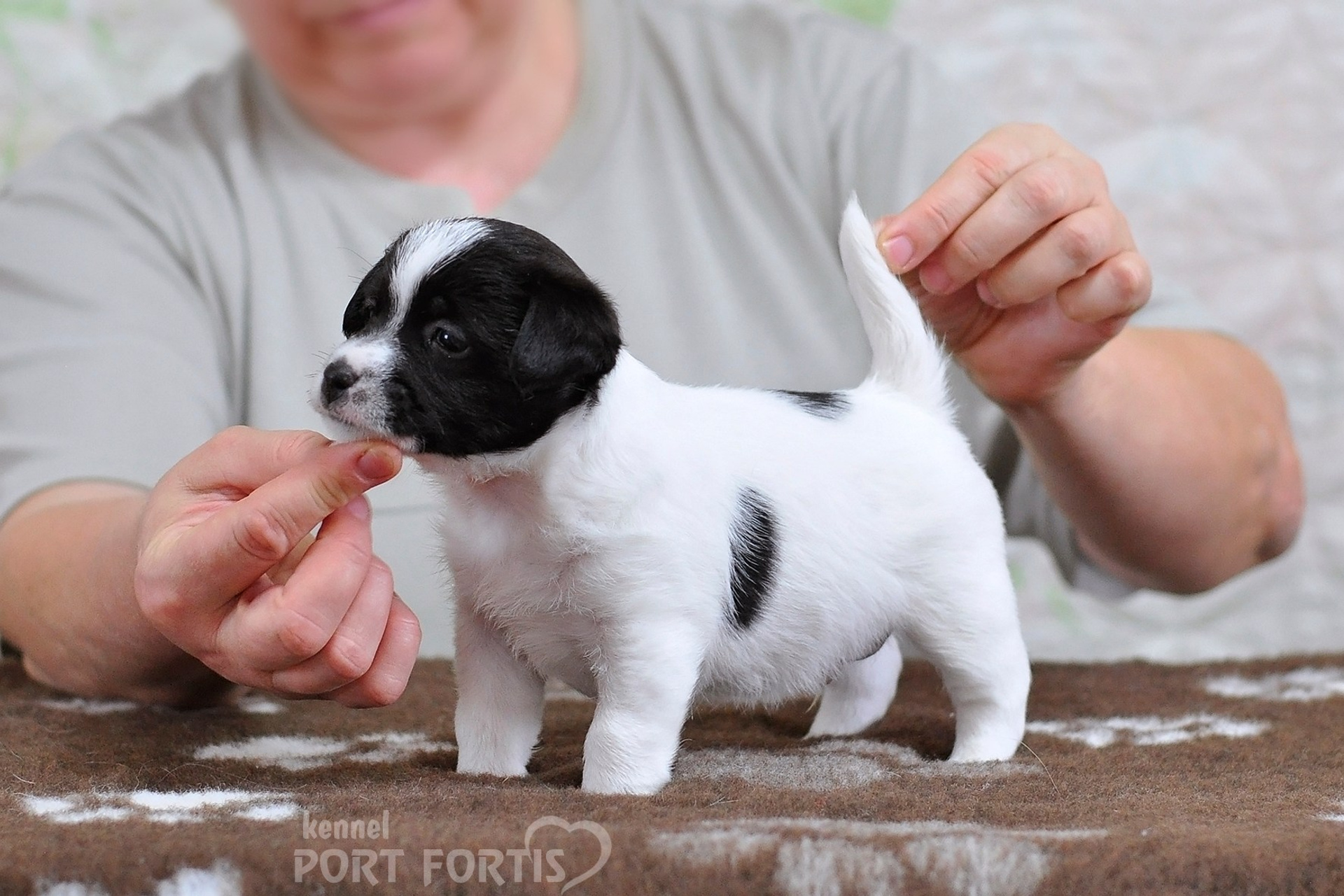 2026 Litter D male 5. Щенки джек рассел терьера, питомник РКФ, питомник джек рассел терьеров, питомник Порт Фортис, kennel PORT FORTIS