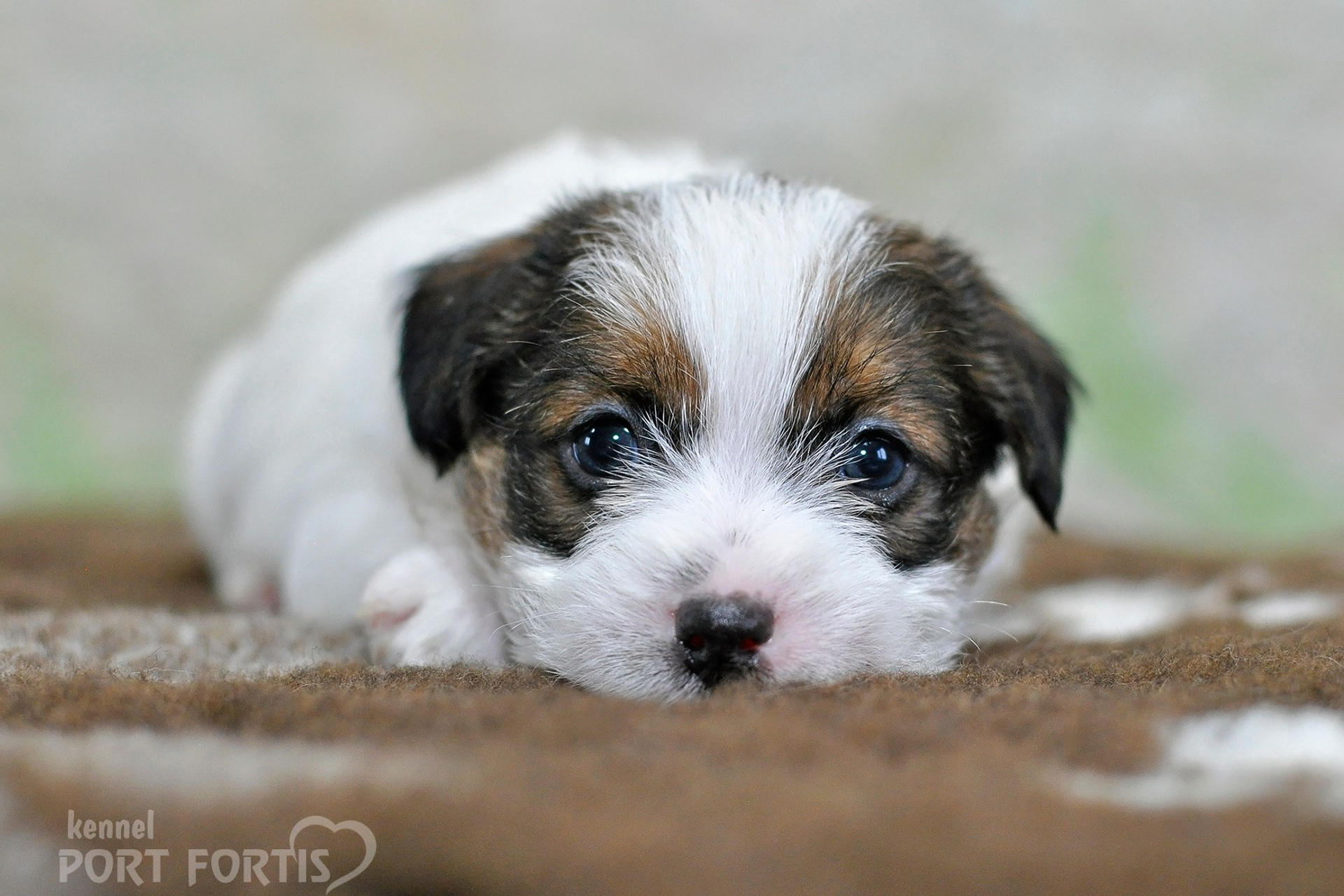 2026 Litter D male 1. Щенки джек рассел терьера, питомник РКФ, питомник джек рассел терьеров, питомник Порт Фортис, kennel PORT FORTIS