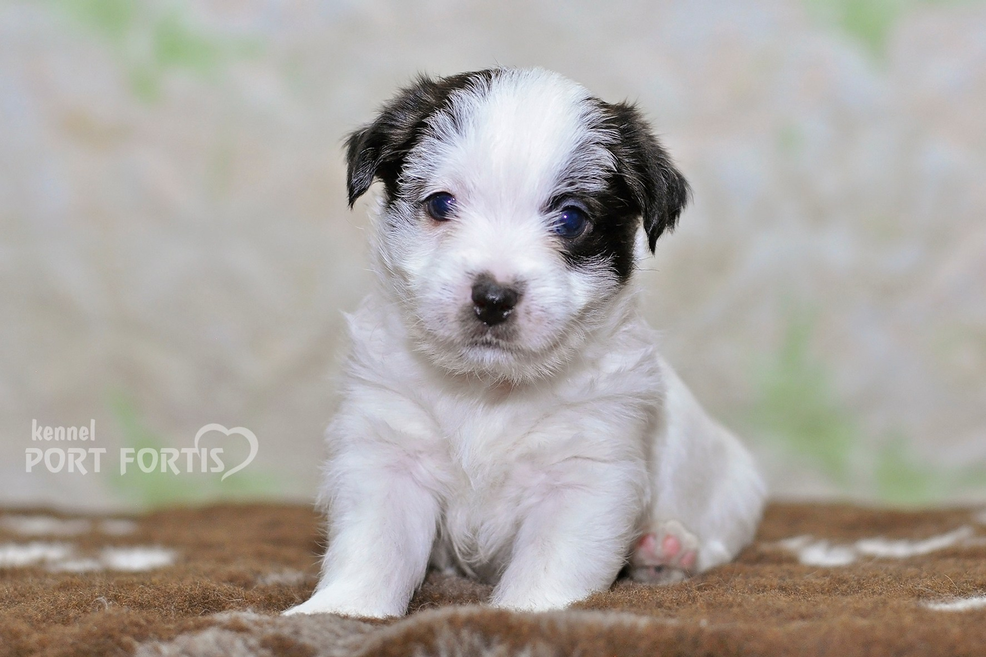 2026 Litter D male 3. Щенки джек рассел терьера, питомник РКФ, питомник джек рассел терьеров, питомник Порт Фортис, kennel PORT FORTIS