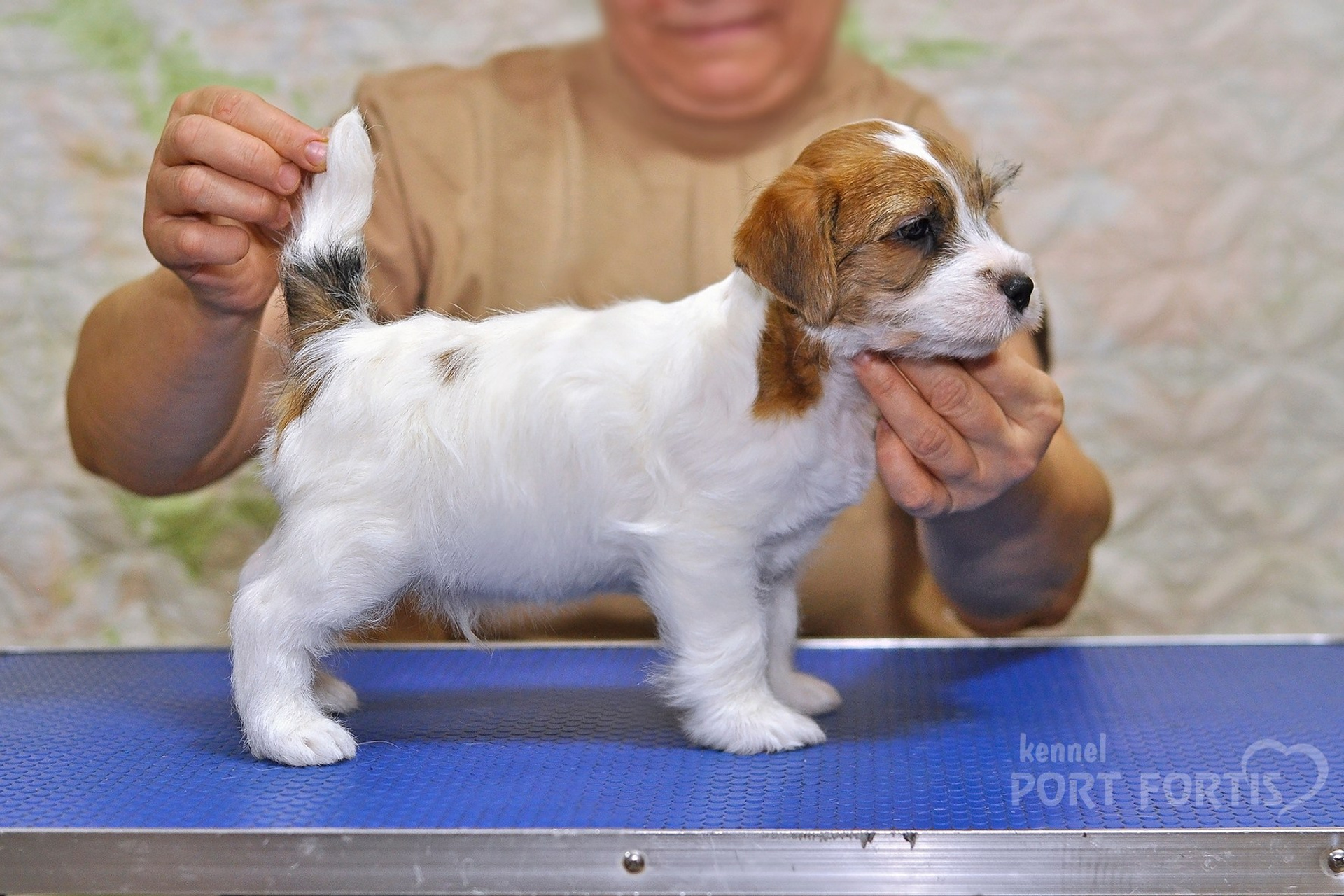 2025 Litter CH male 1. Щенки джек рассел терьера, питомник РКФ, питомник джек рассел терьеров, питомник Порт Фортис, kennel PORT FORTIS