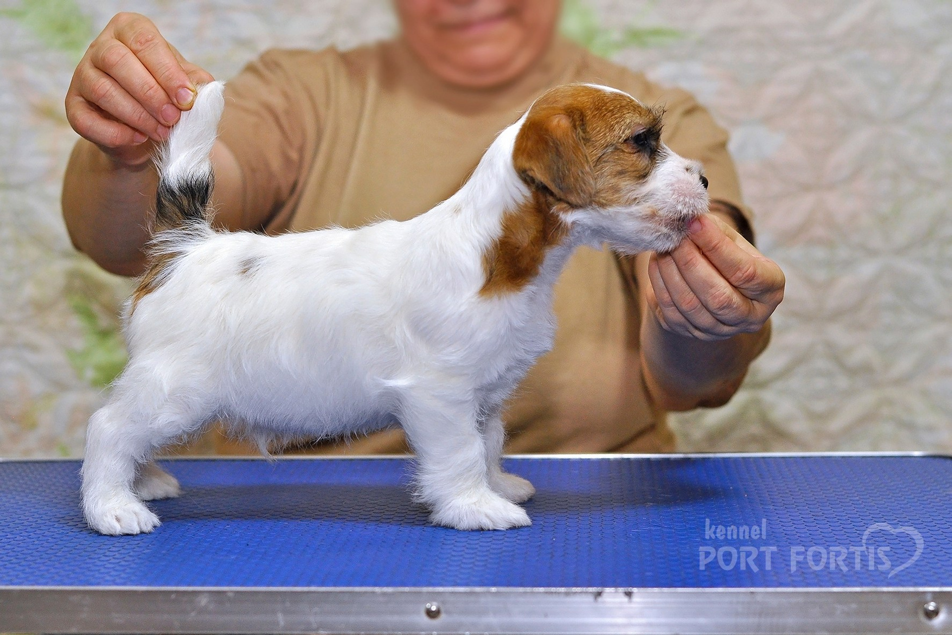 2025 Litter CH male 1. Щенки джек рассел терьера, питомник РКФ, питомник джек рассел терьеров, питомник Порт Фортис, kennel PORT FORTIS