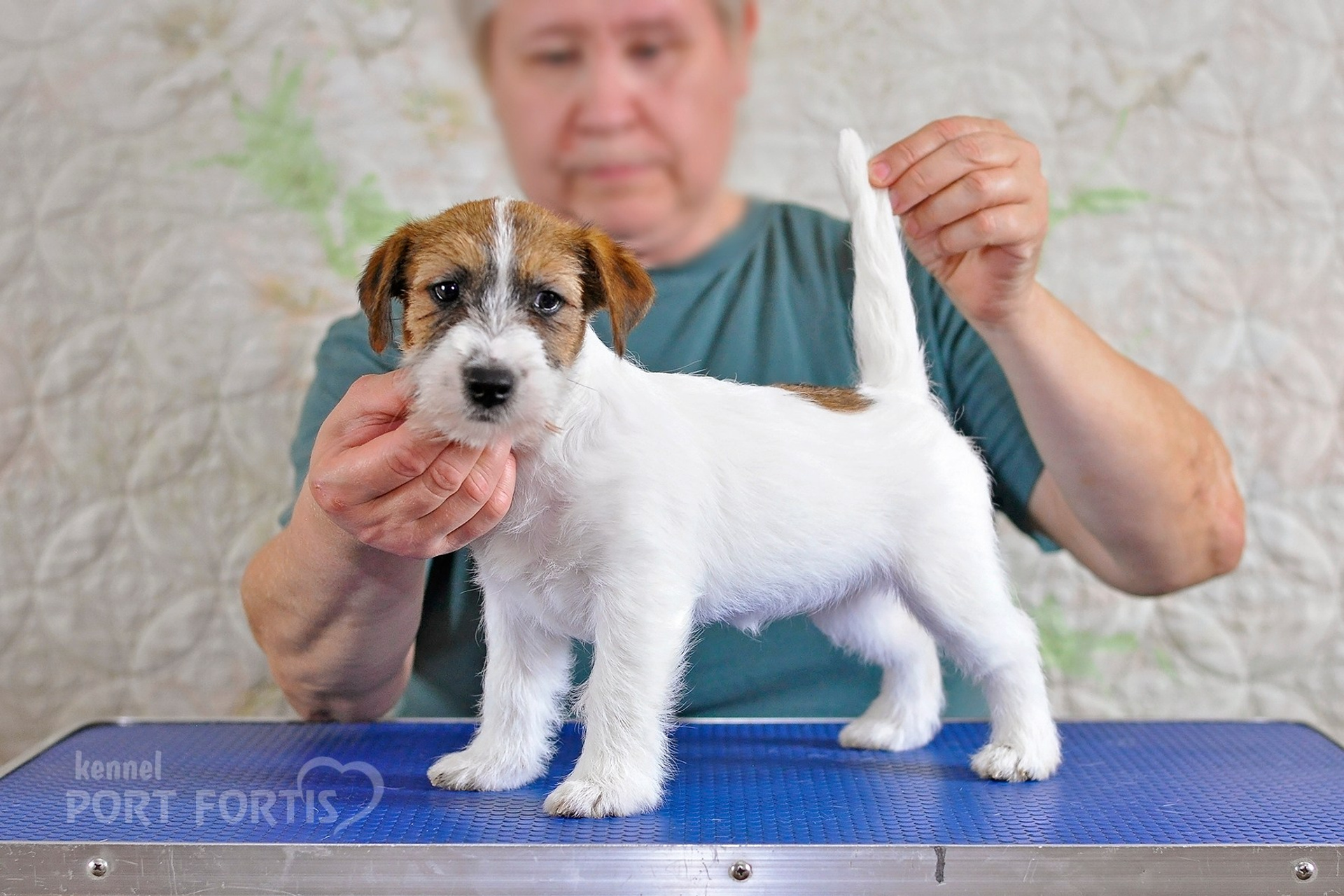 2026 Litter F female 1. Щенки джек рассел терьера, питомник РКФ, питомник джек рассел терьеров, питомник Порт Фортис, kennel PORT FORTIS