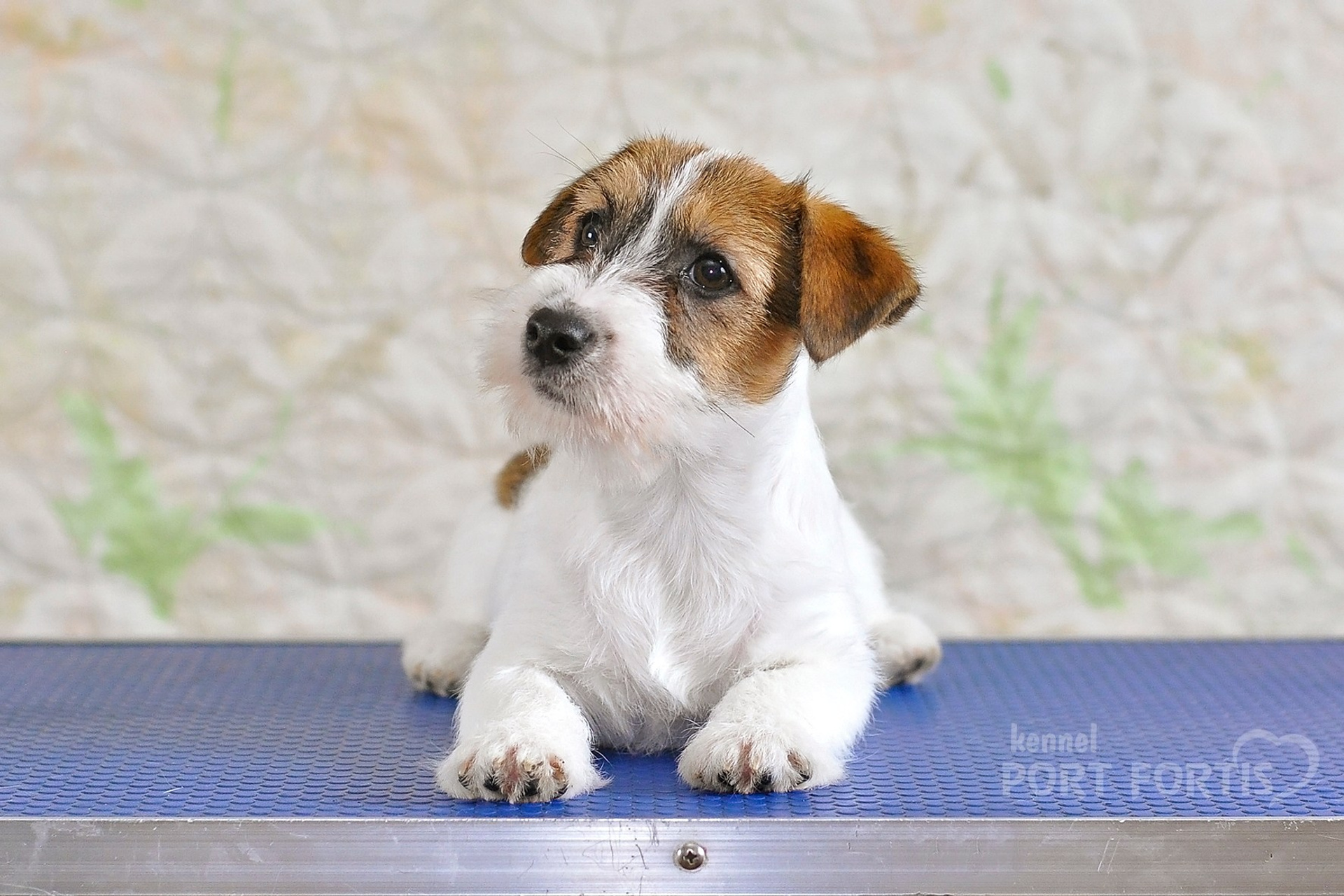 2026 Litter F female 1. Щенки джек рассел терьера, питомник РКФ, питомник джек рассел терьеров, питомник Порт Фортис, kennel PORT FORTIS