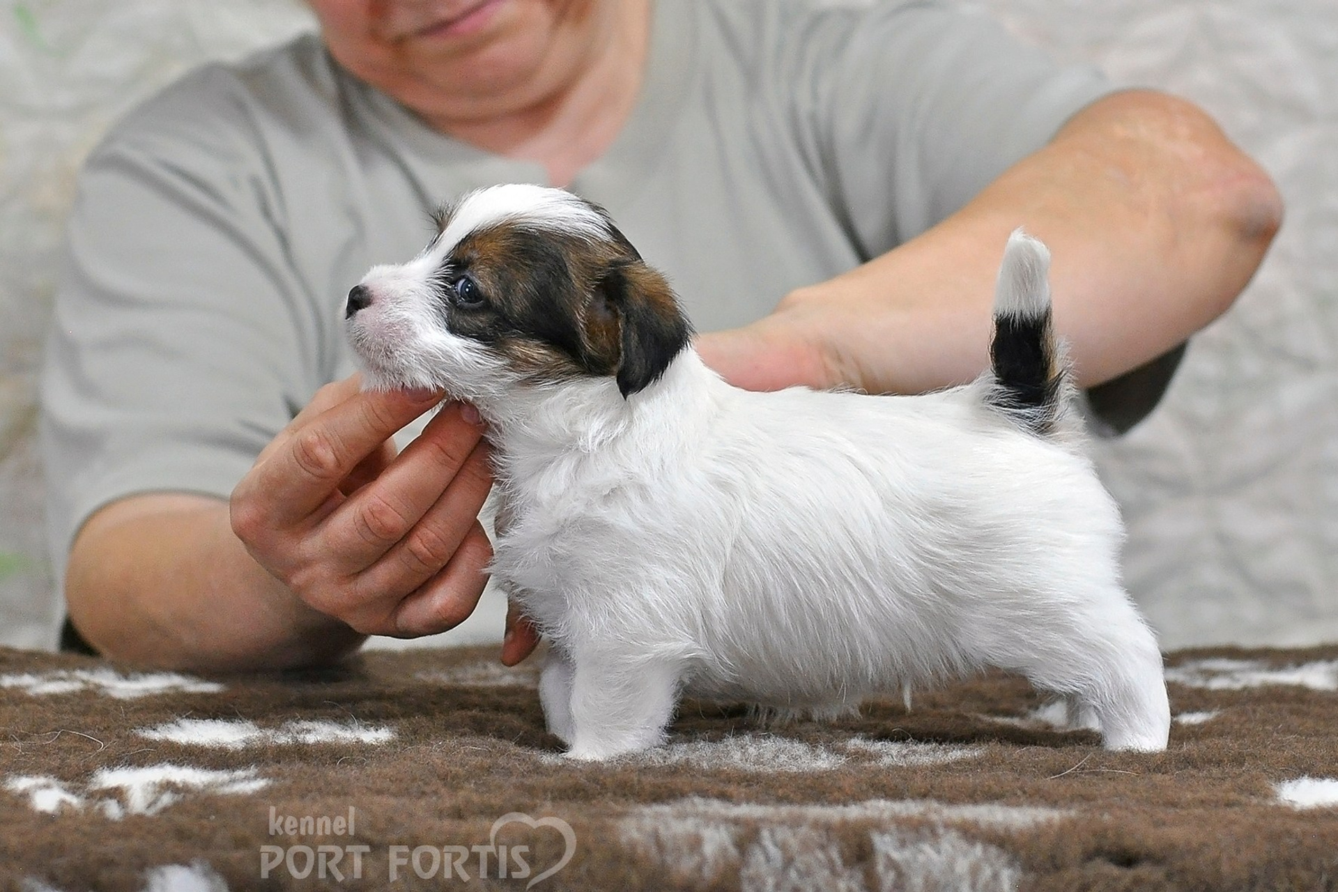 2026 Litter D male 1. Щенки джек рассел терьера, питомник РКФ, питомник джек рассел терьеров, питомник Порт Фортис, kennel PORT FORTIS