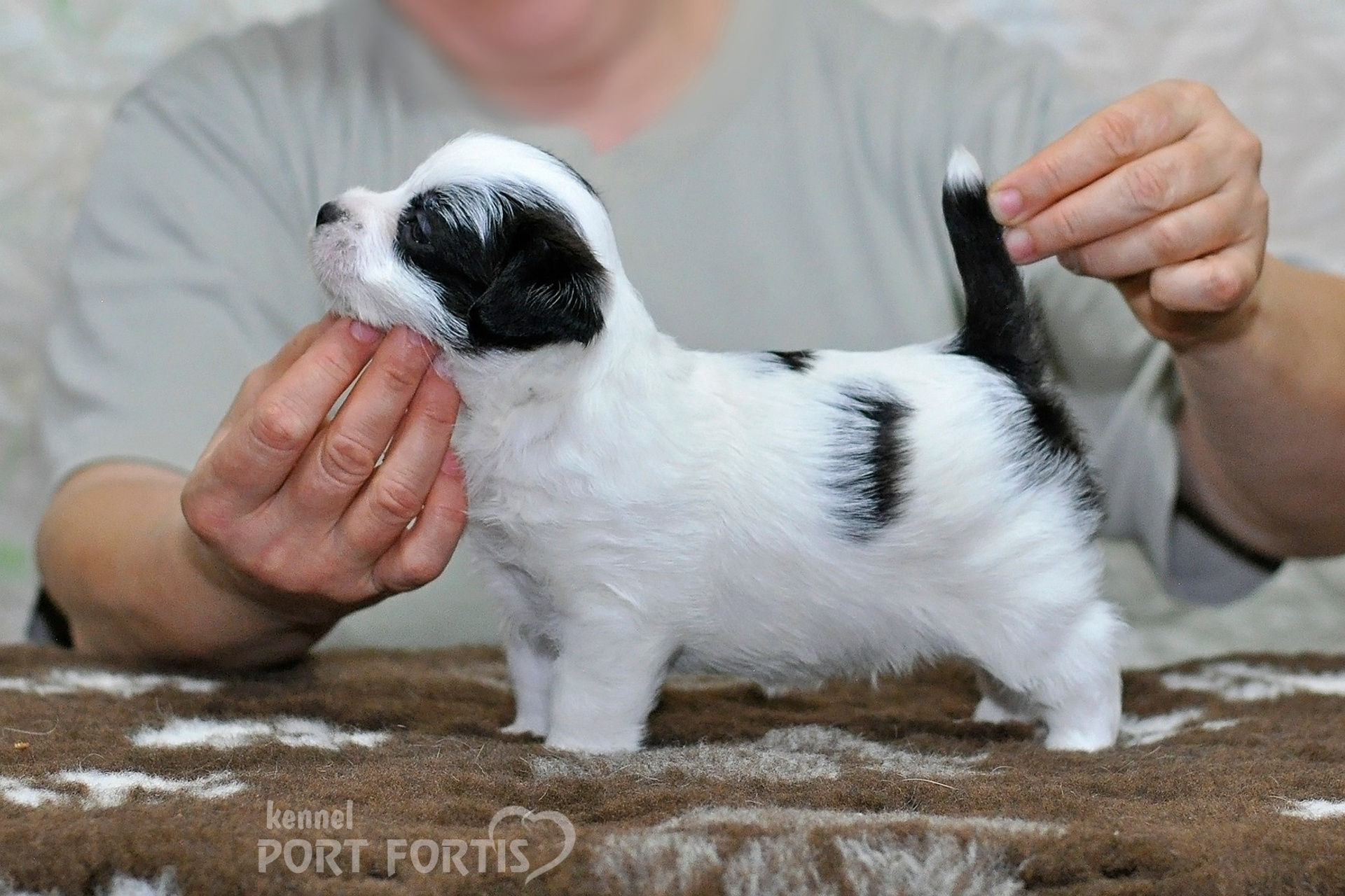 2026 Litter D male 3. Щенки джек рассел терьера, питомник РКФ, питомник джек рассел терьеров, питомник Порт Фортис, kennel PORT FORTIS